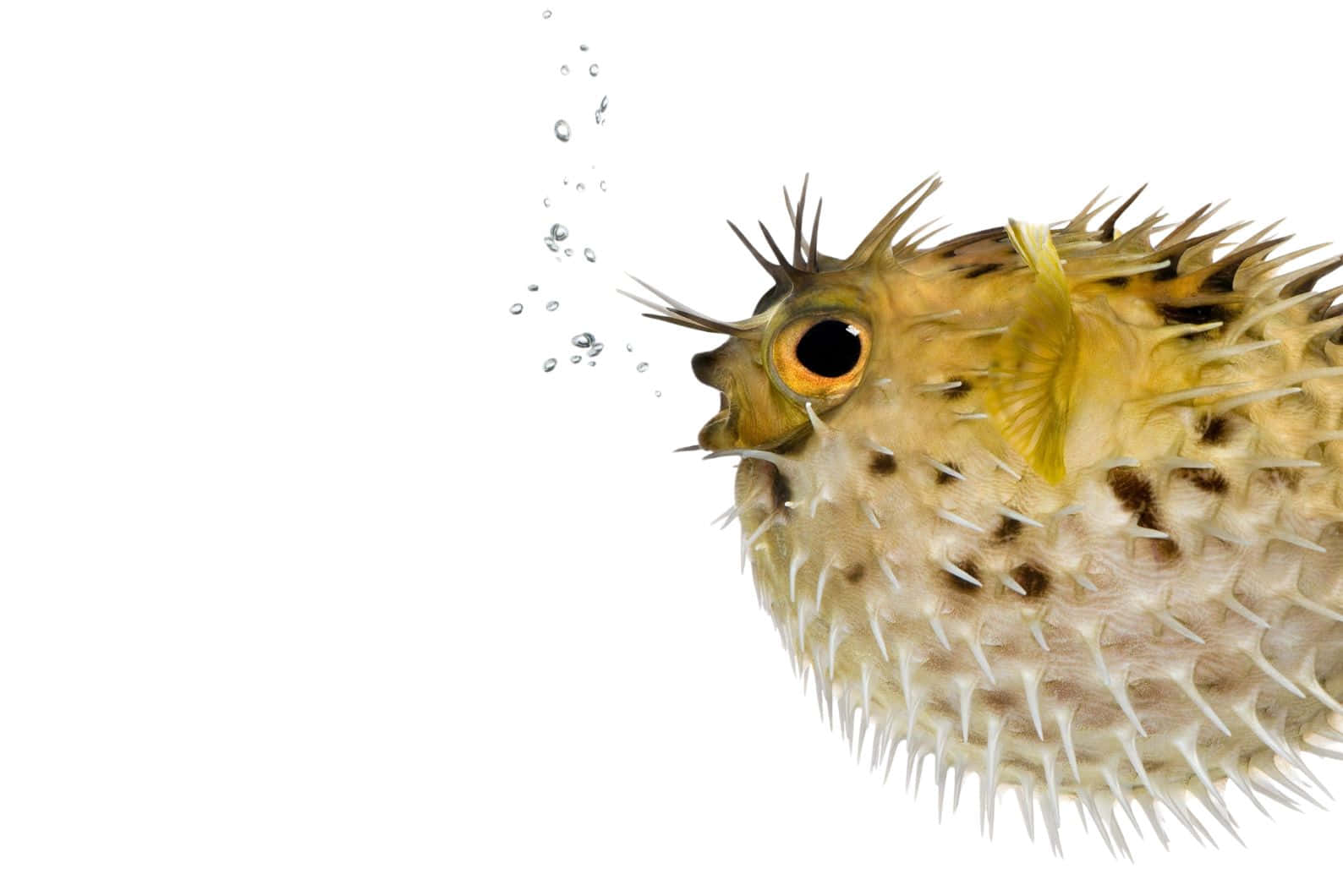 Inflated Blowfish White Background Wallpaper