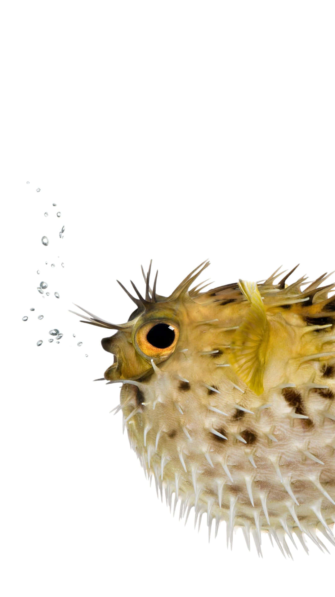 Inflated Blowfish White Background Wallpaper