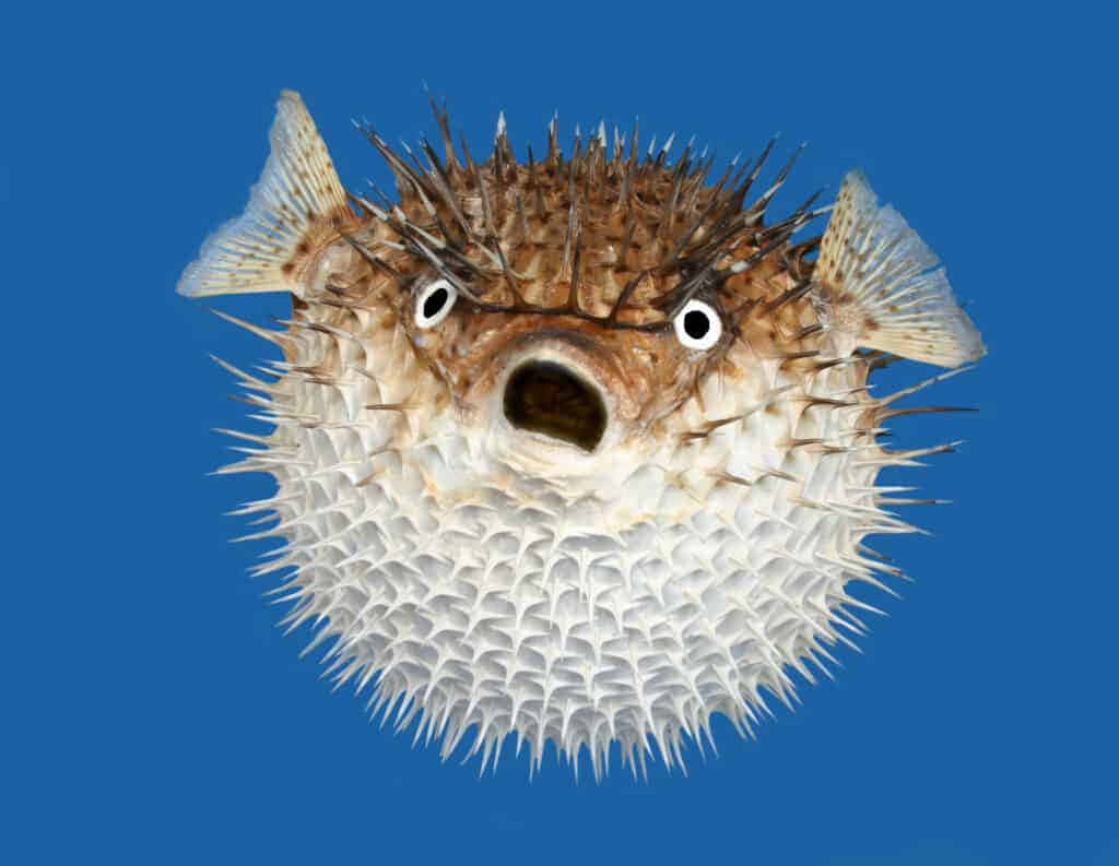 Inflated Porcupinefish Blue Background Wallpaper