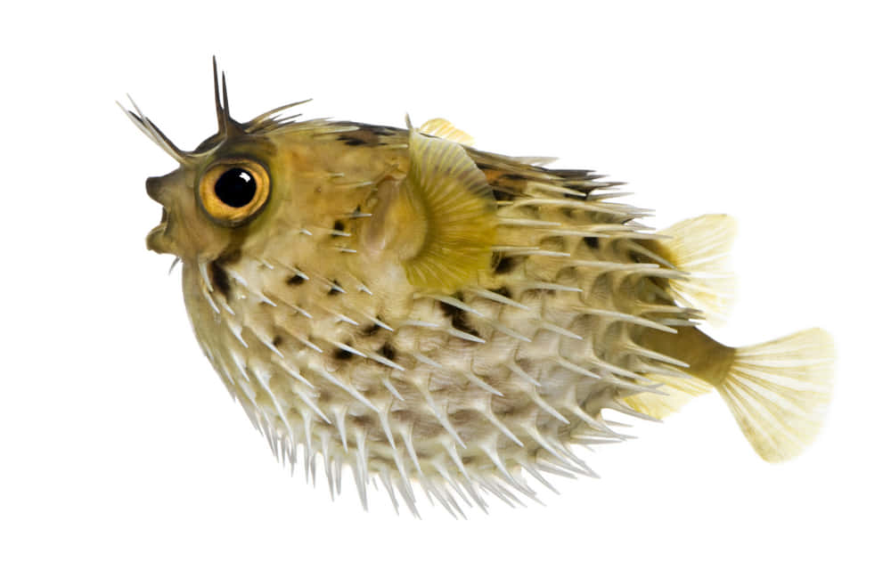 Inflated Porcupinefish Isolated White Background Wallpaper