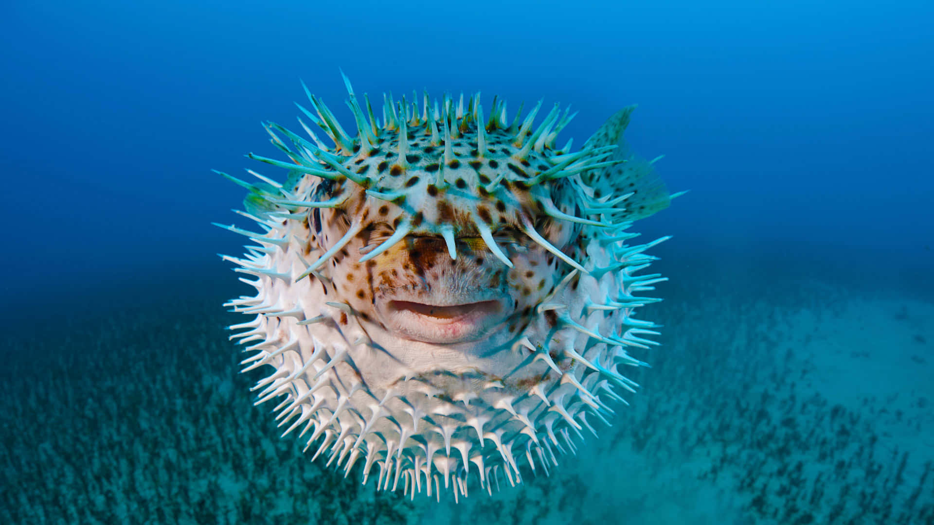 Inflated Porcupinefish Underwater Wallpaper