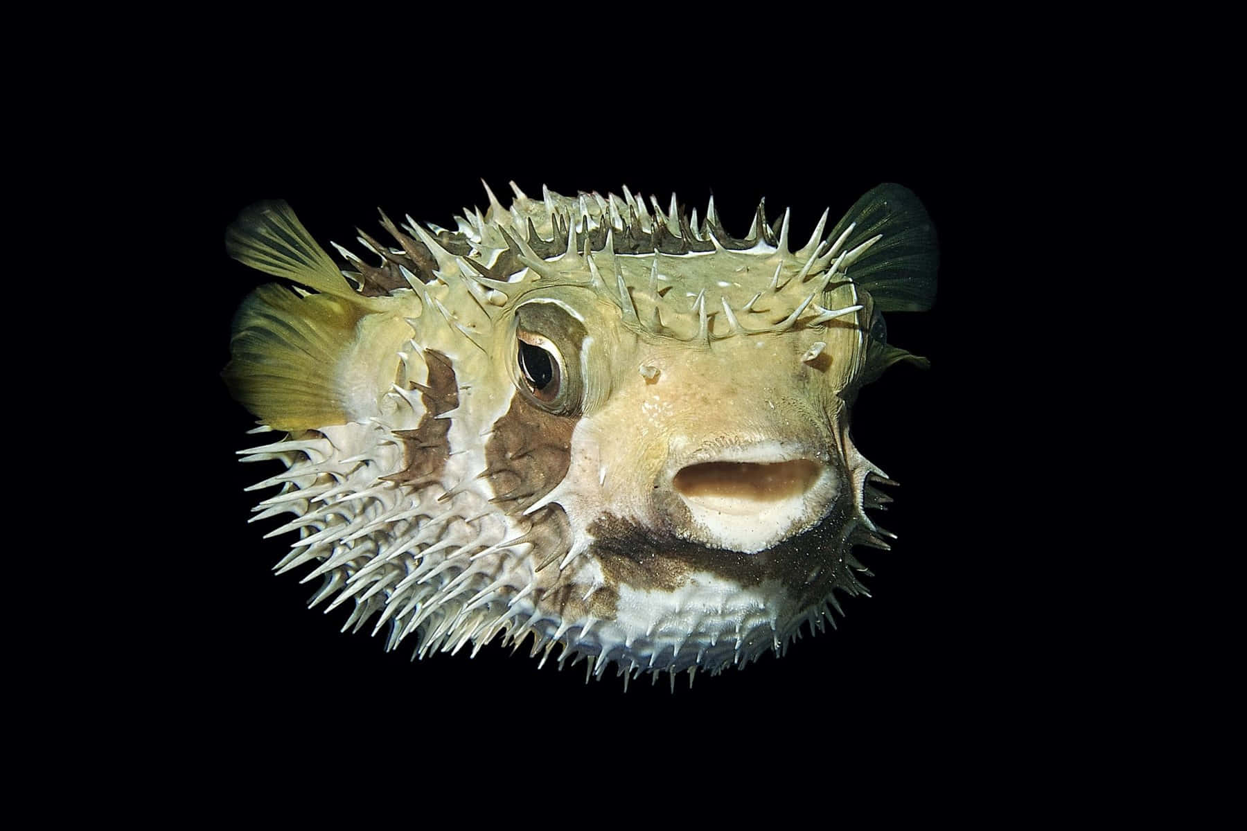 Poisson Porc-épic Gonflé Sous L'eau Fond d'écran