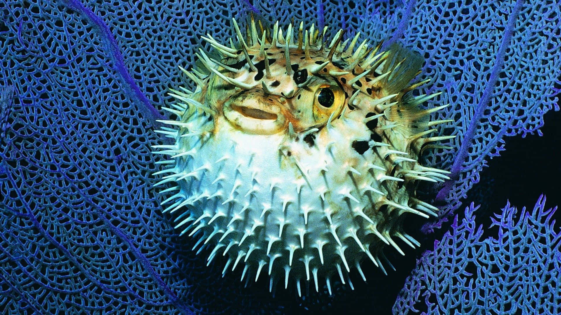 Inflated Pufferfish Amidst Coral Reefs.jpg Wallpaper