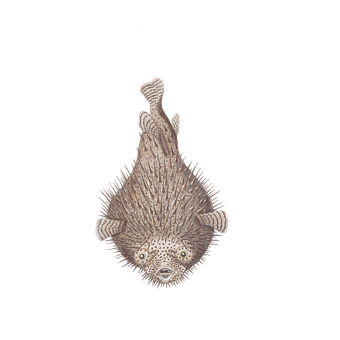 Inflated Pufferfish Black Background PNG