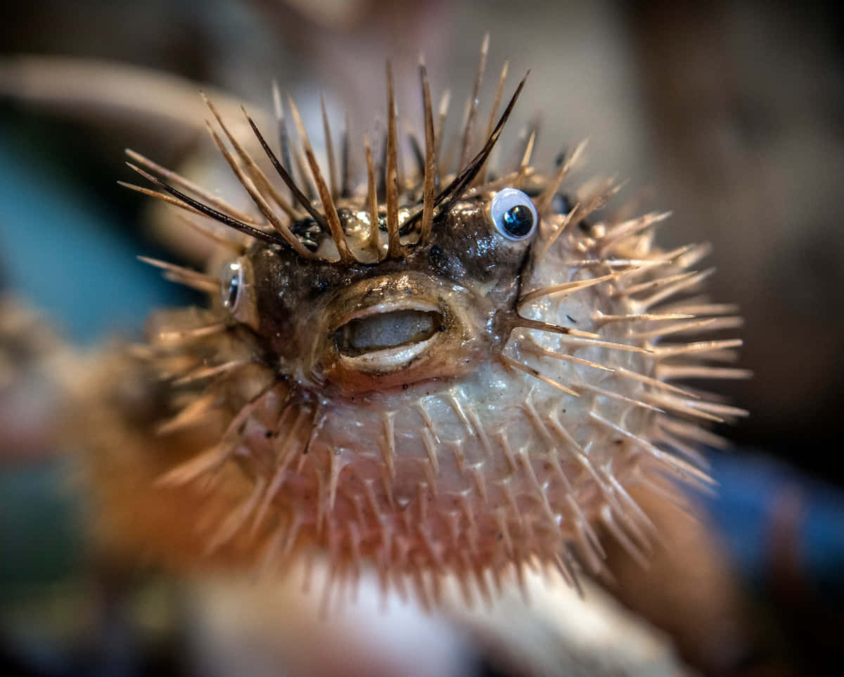 Inflated Pufferfish Close Up Wallpaper