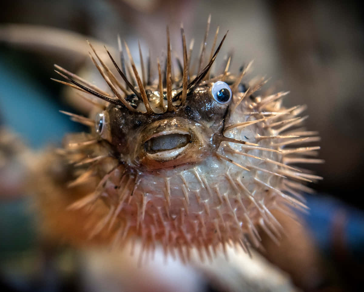 Nærbilde Av Oppblåst Pufferfish Bakgrunnsbildet