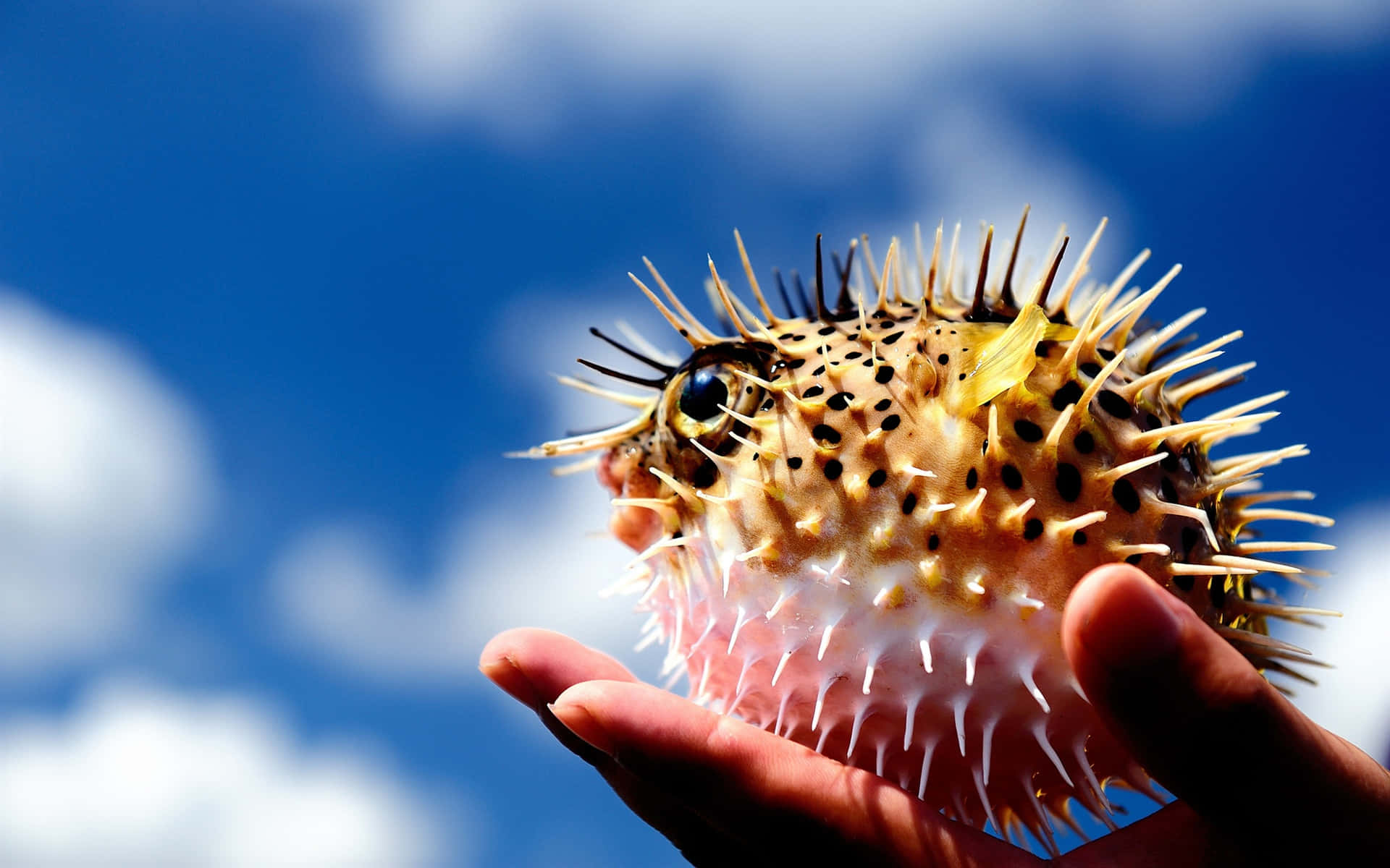 Inflated Pufferfish Held Against Sky Wallpaper