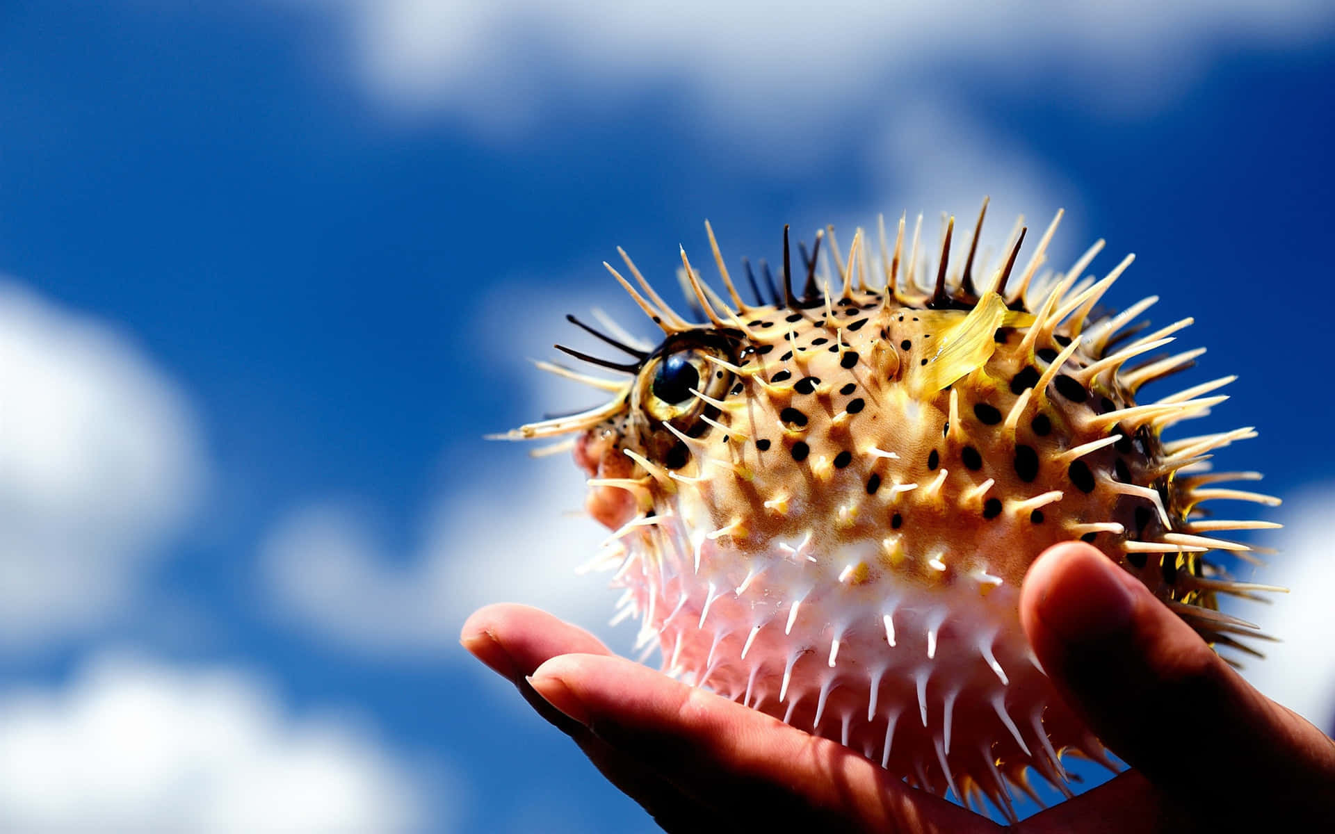 Oppblåst Pufferfish Holdt Mot Himmelen Bakgrunnsbildet