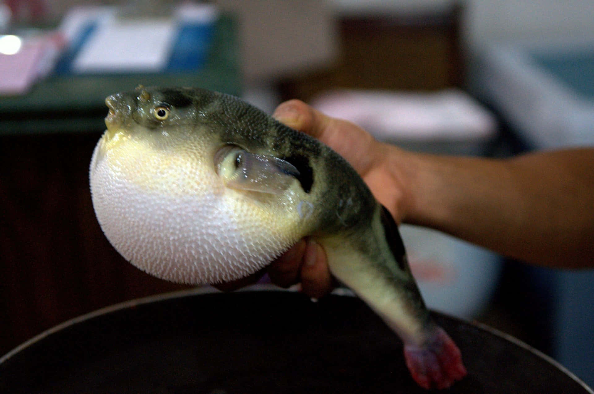 Oppblåst Pufferfish Holdt I Hånd Bakgrunnsbildet