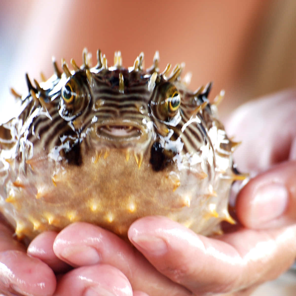 Inflated Pufferfish Heldin Hands.jpg Wallpaper