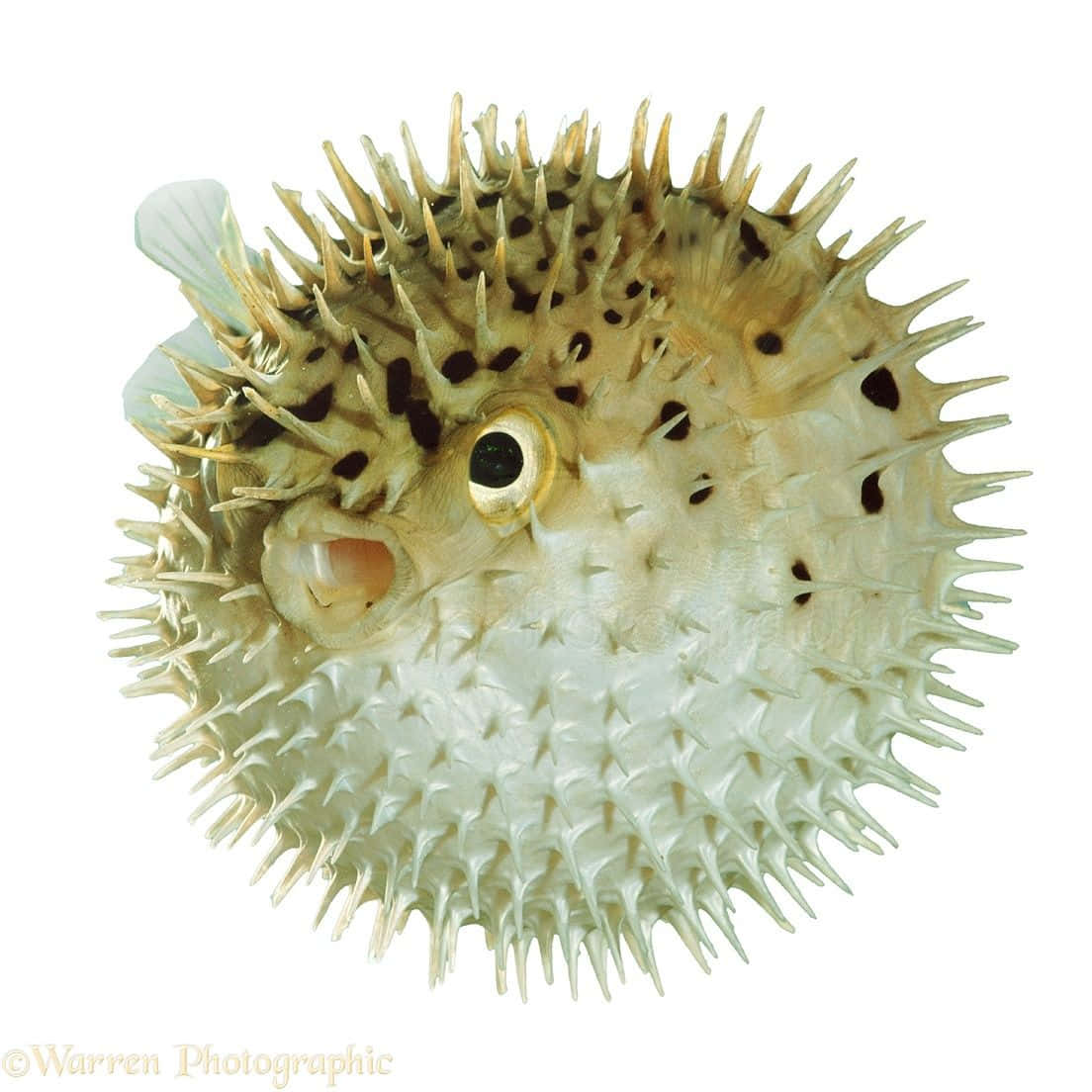 Inflated Pufferfish Isolated White Background Wallpaper