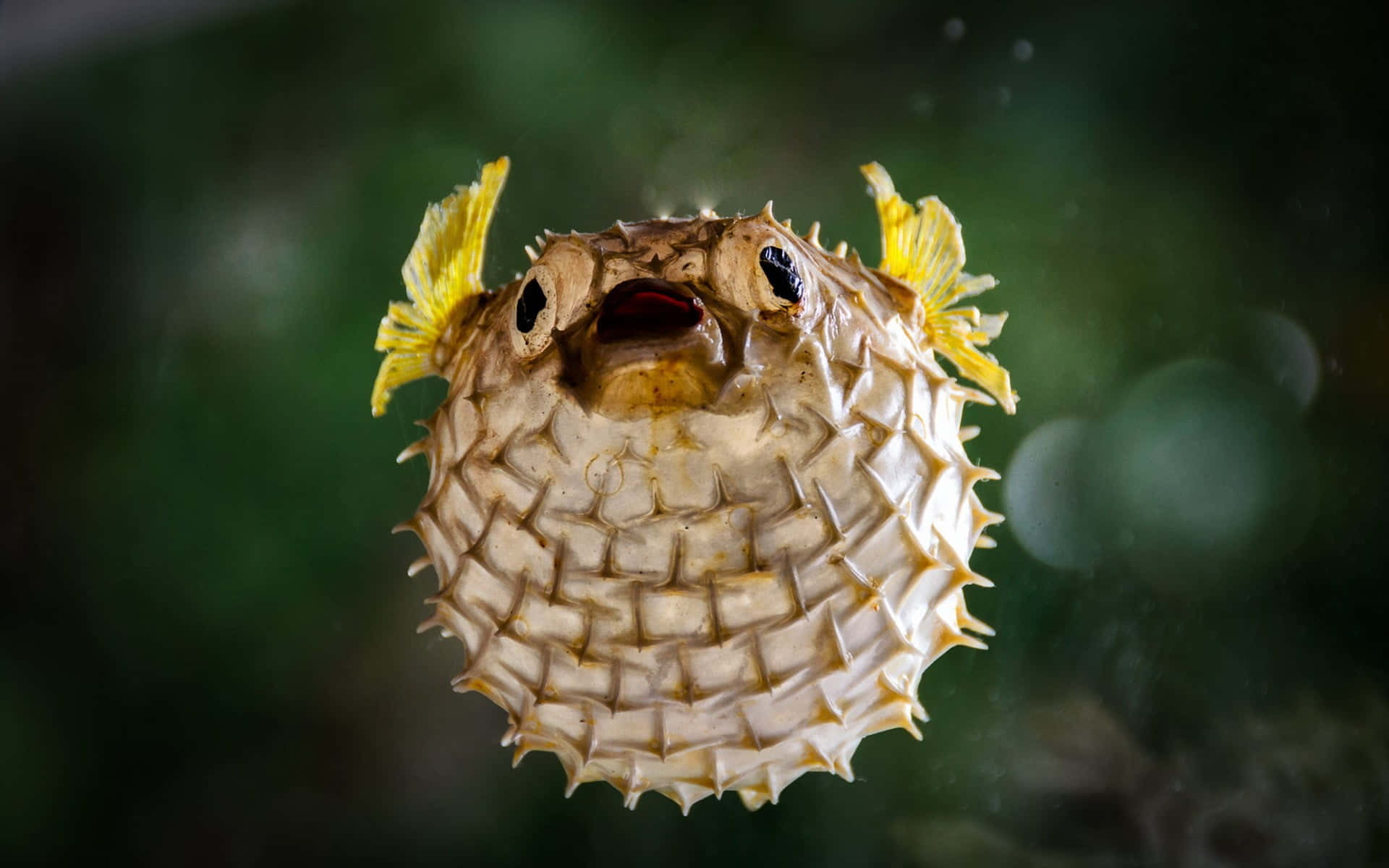 Oppblåst Pufferfish-portrett Bakgrunnsbildet