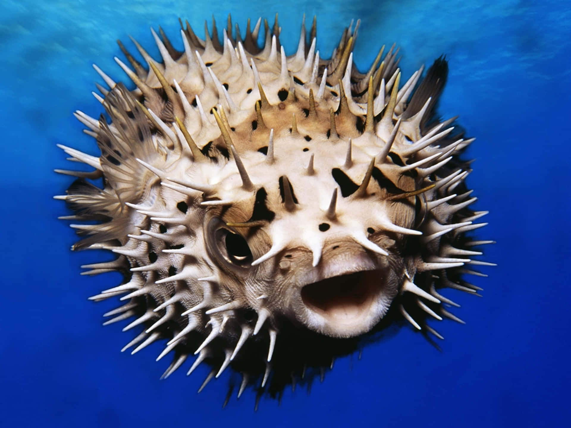 Inflated Pufferfish Underwater.jpg Wallpaper
