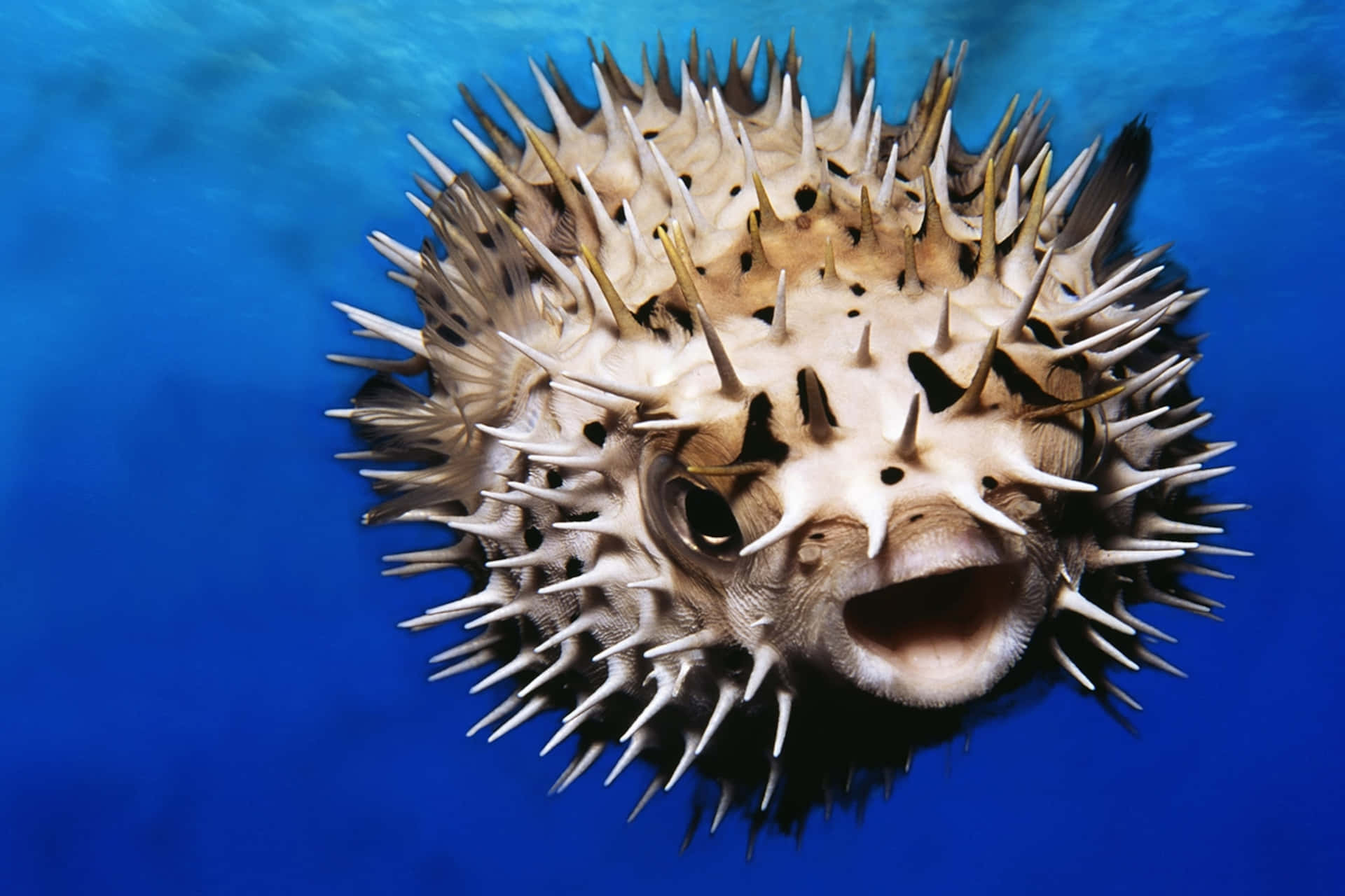 Oppblåst Pufferfish Under Vann Bakgrunnsbildet