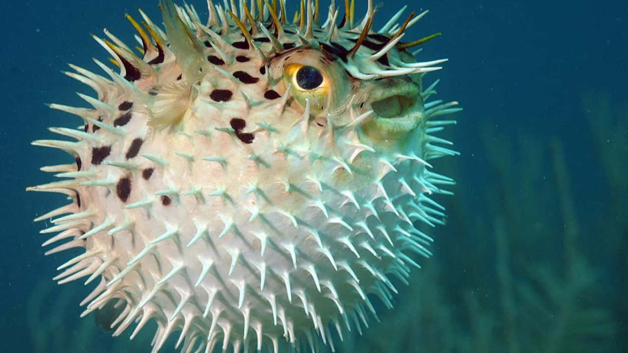 Inflated Pufferfish Underwater.jpg Wallpaper