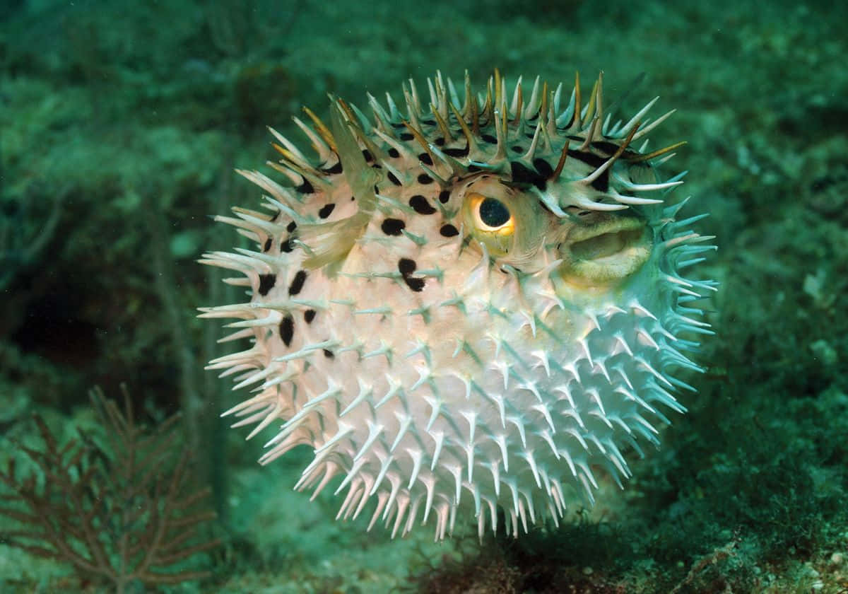 Inflated Pufferfish Underwater Wallpaper