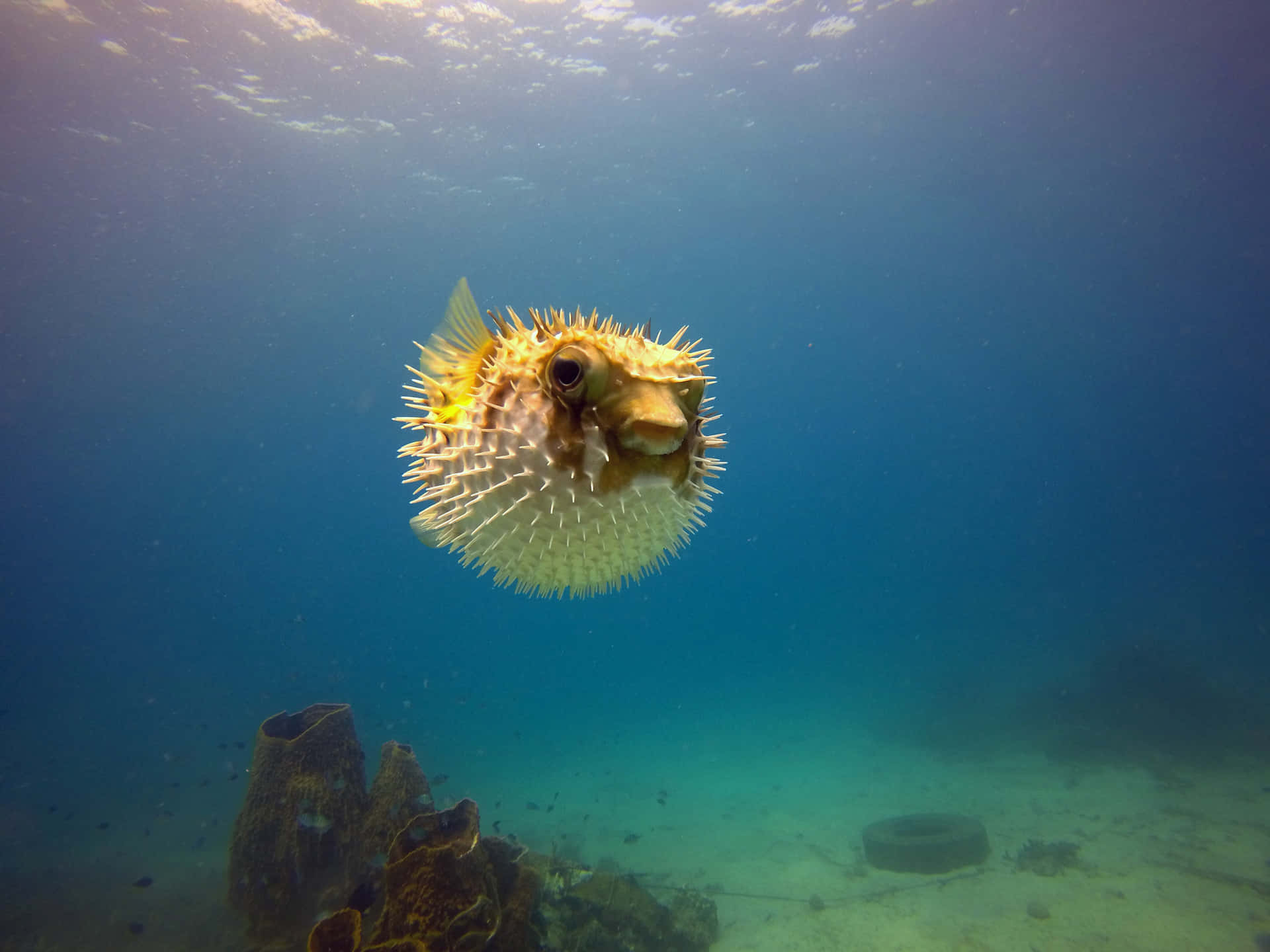 Inflated Pufferfish Underwater Wallpaper