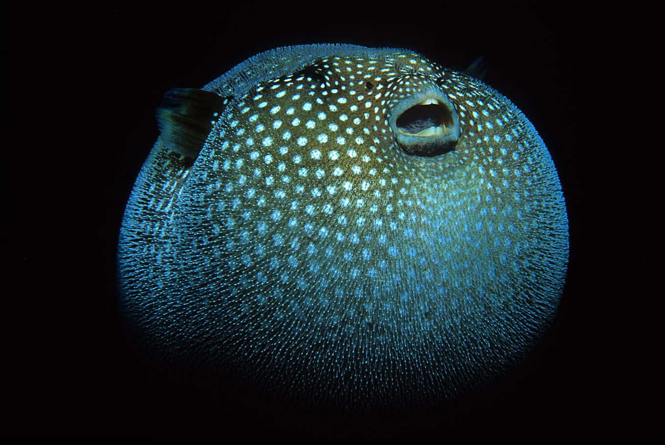 Oppblåst Pufferfish I Mørke Farvann Bakgrunnsbildet