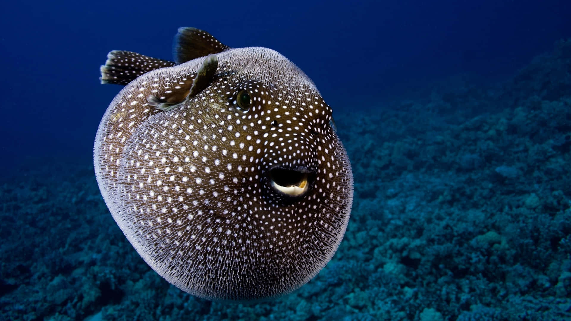 Inflated Spotted Pufferfish Underwater Wallpaper