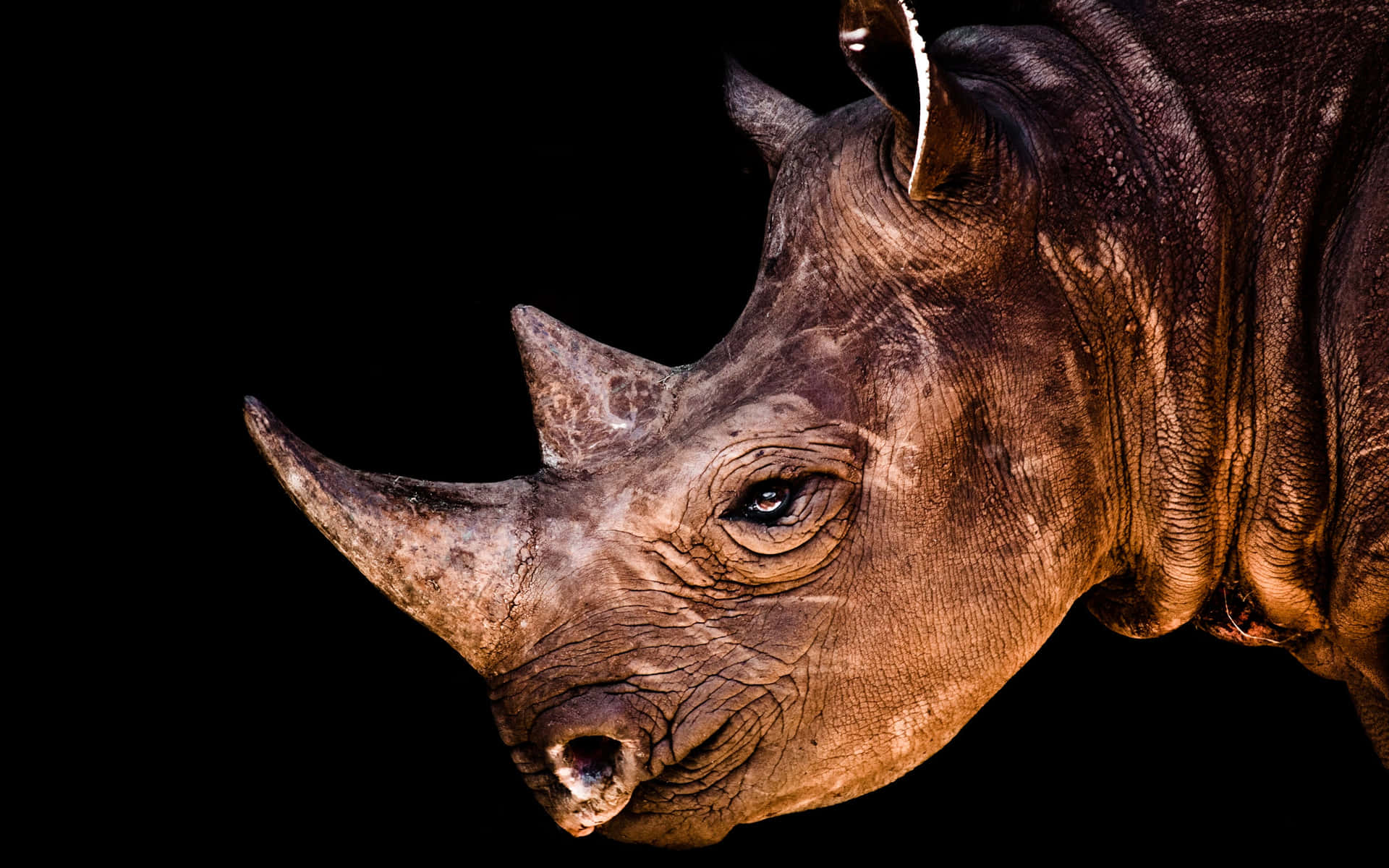 Inherent Southern Black Rhinoceros Wallpaper