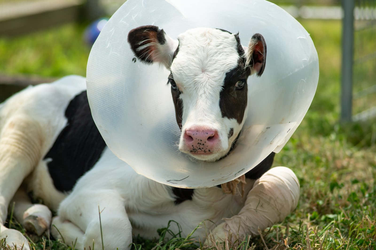 Injured Baby Cow With Protective Collar Wallpaper