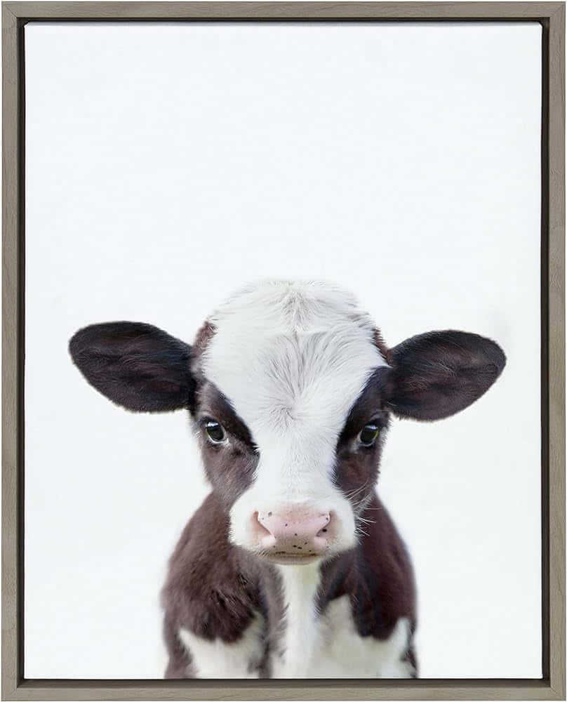 Innocent Baby Cow Portrait Wallpaper