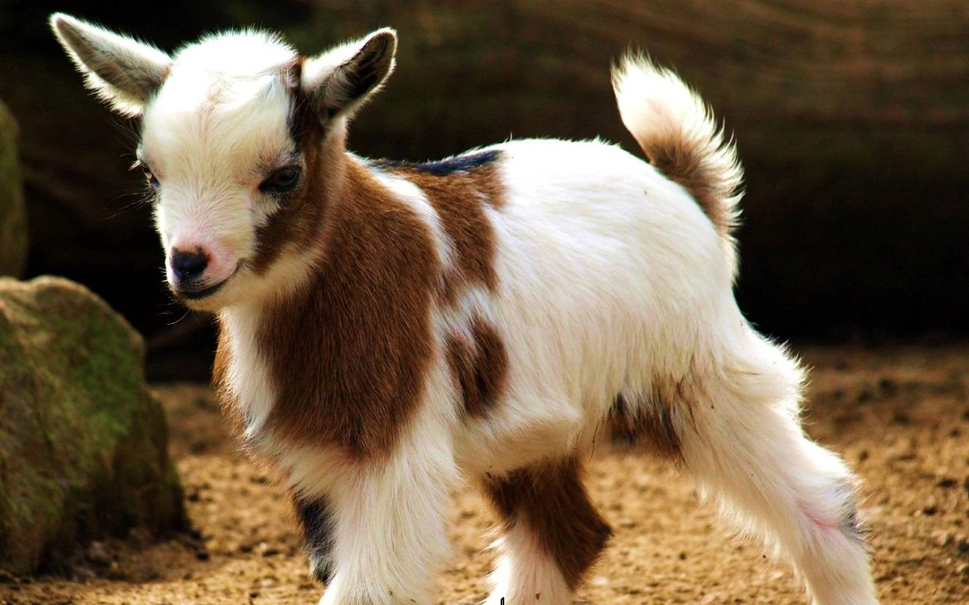 "Adorable Baby Goat Exploring the Nature" Wallpaper