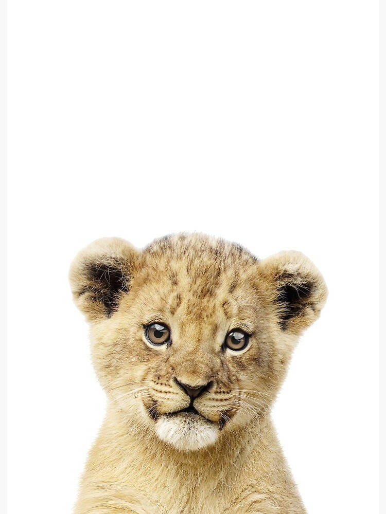 Innocent Looking Baby Lion Wallpaper