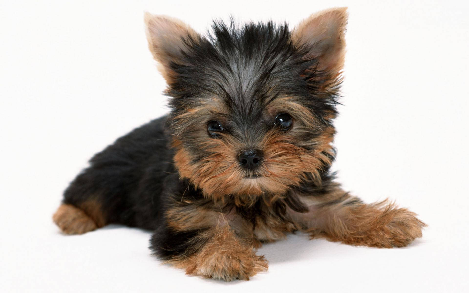 Innocent Yorkshire Terrier Puppy Photography Wallpaper