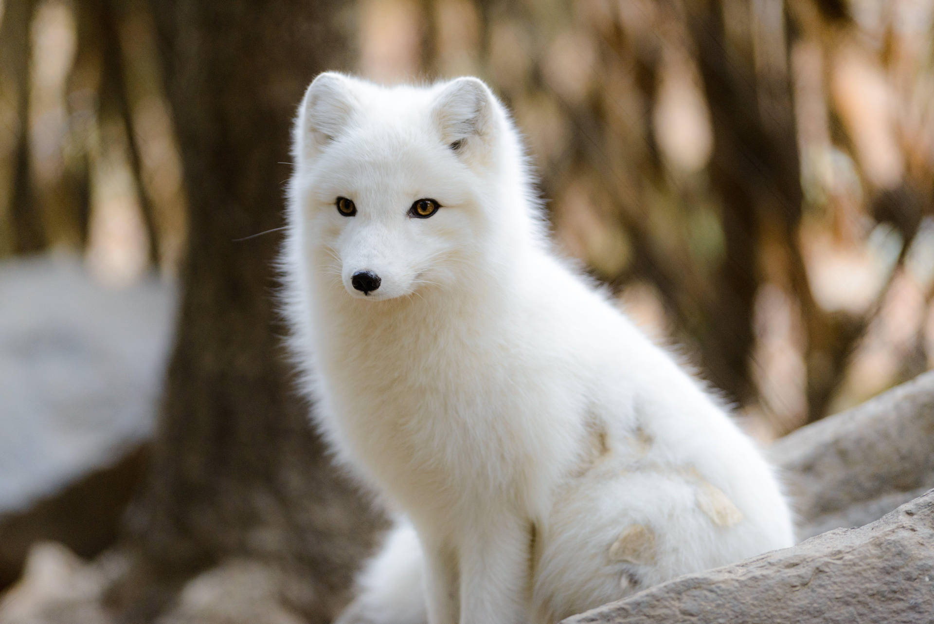 Innocent Young White Fox Wallpaper