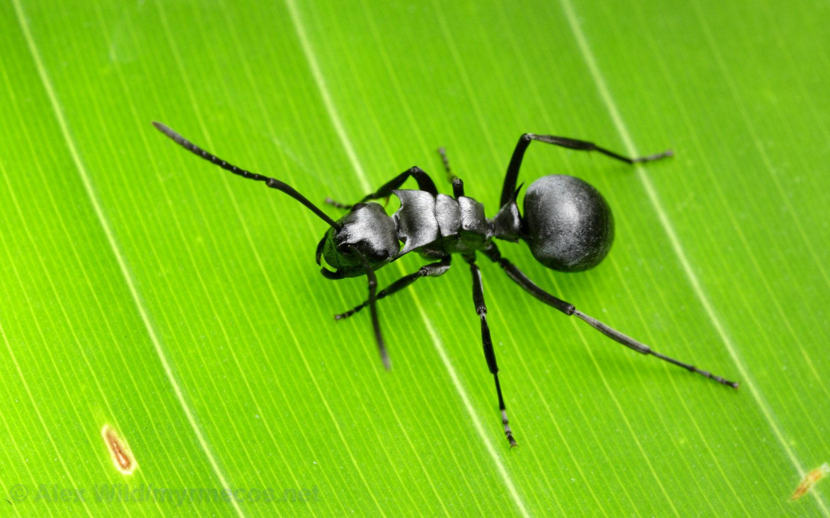 Insect Myre med sort krop på grøn baggrund. Wallpaper