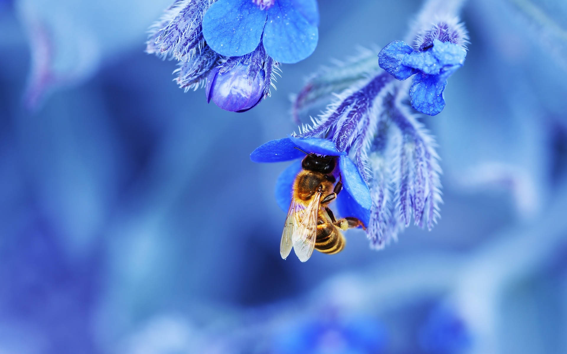 Insect Bee On Blue Flower Wallpaper