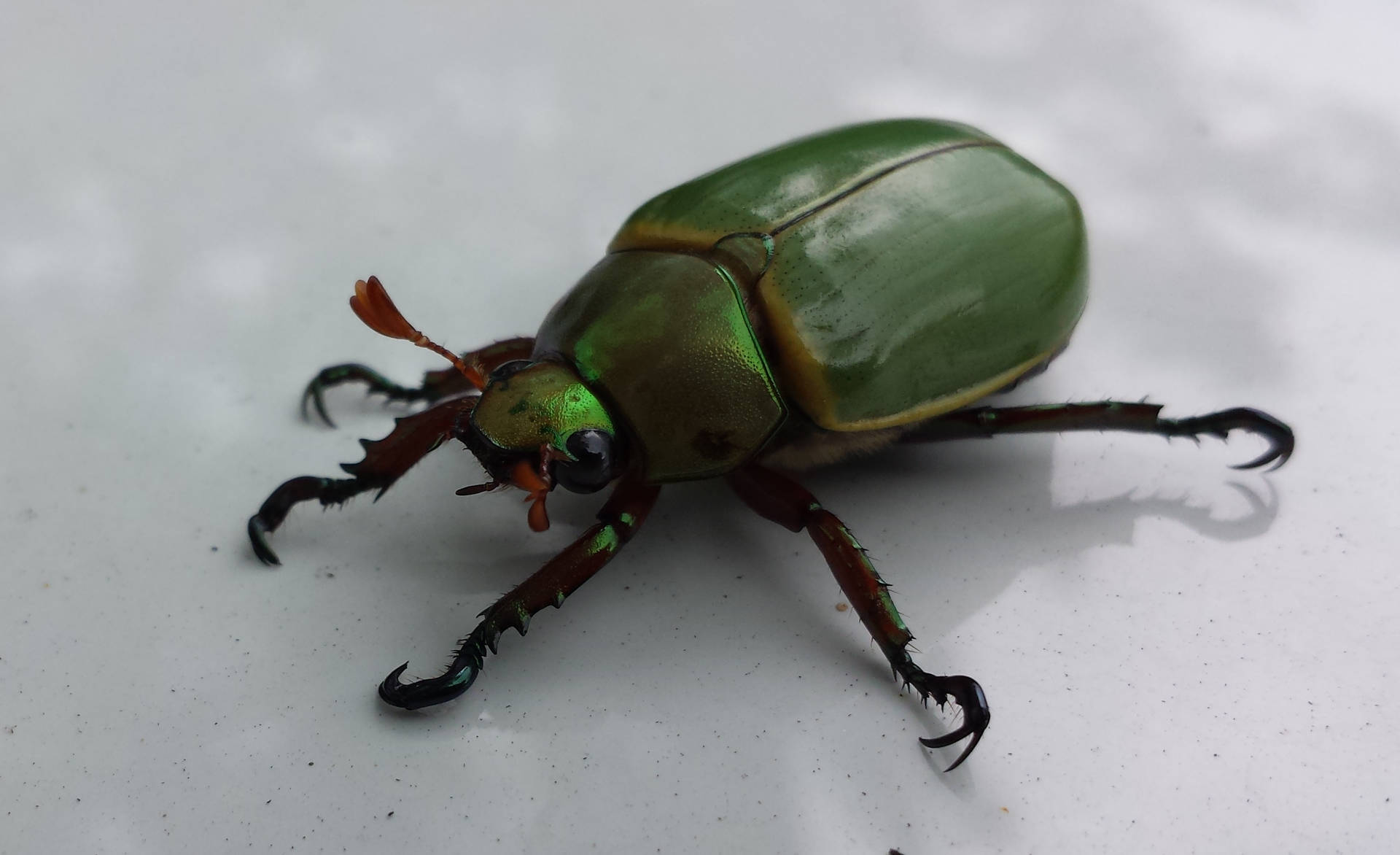 Insect Beetle Candy Green Body Wallpaper