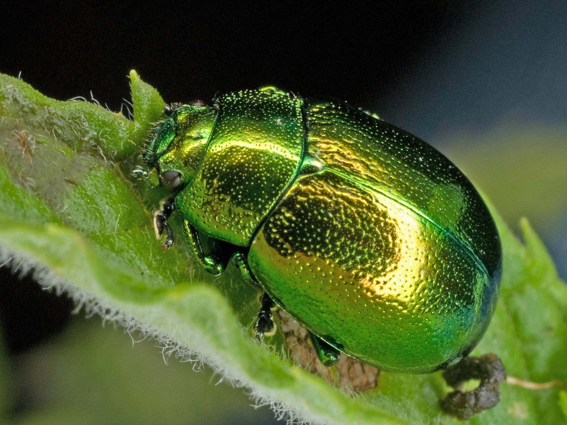 Insect Beetle Chrome Green Body Wallpaper