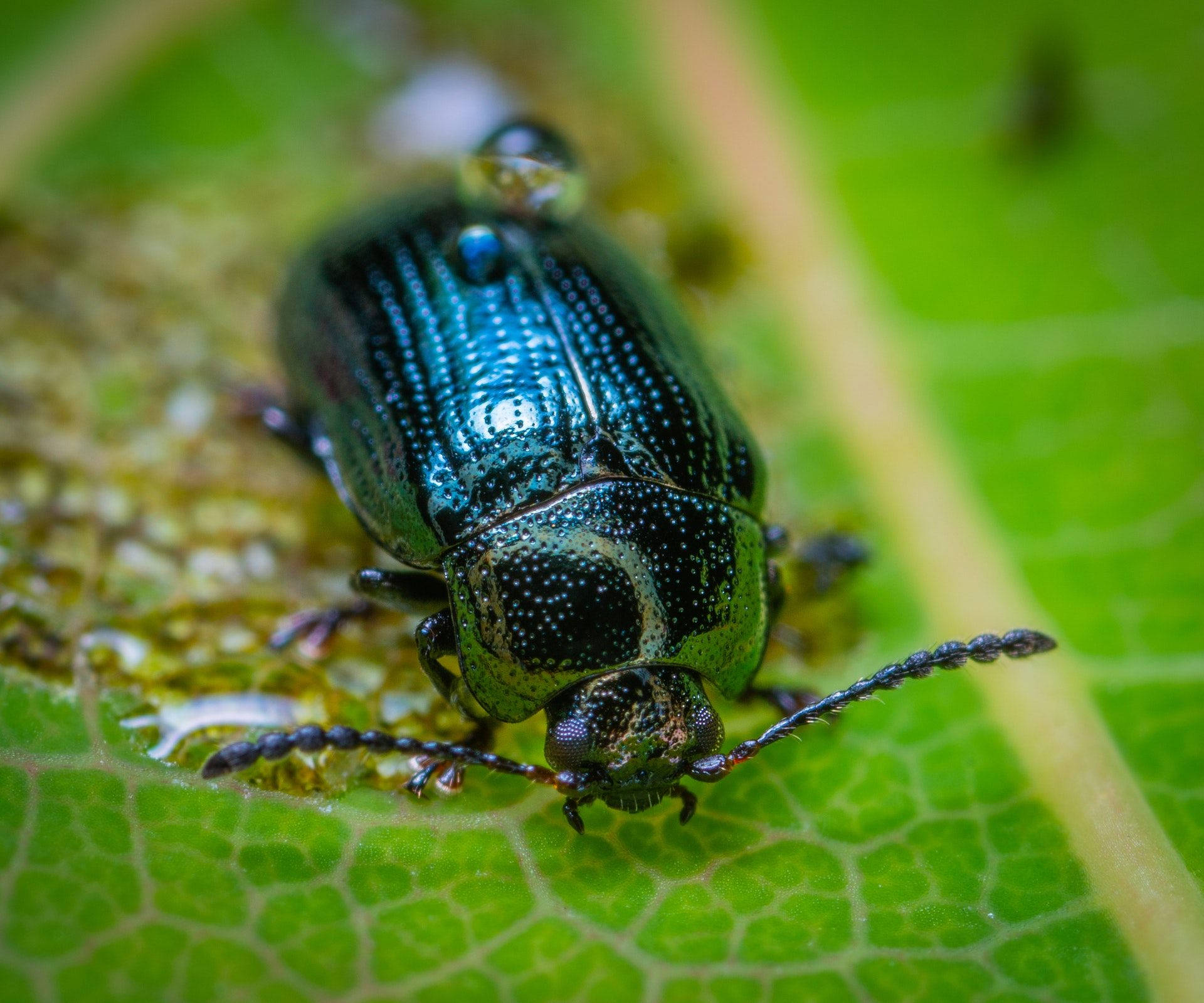 Insect Beetle Metallic Blue Body Wallpaper