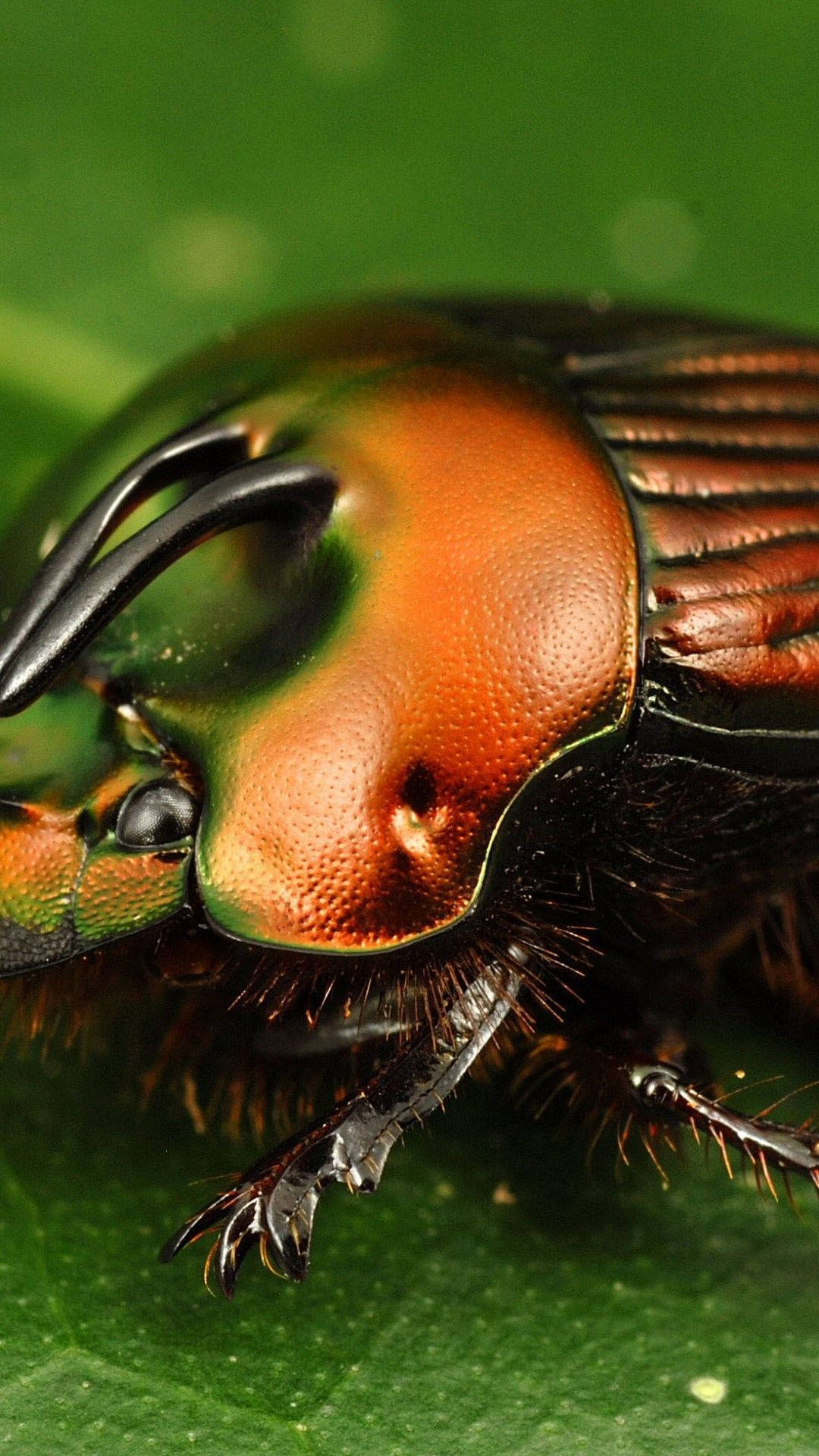Insect Beetle With Iridescent Body Wallpaper