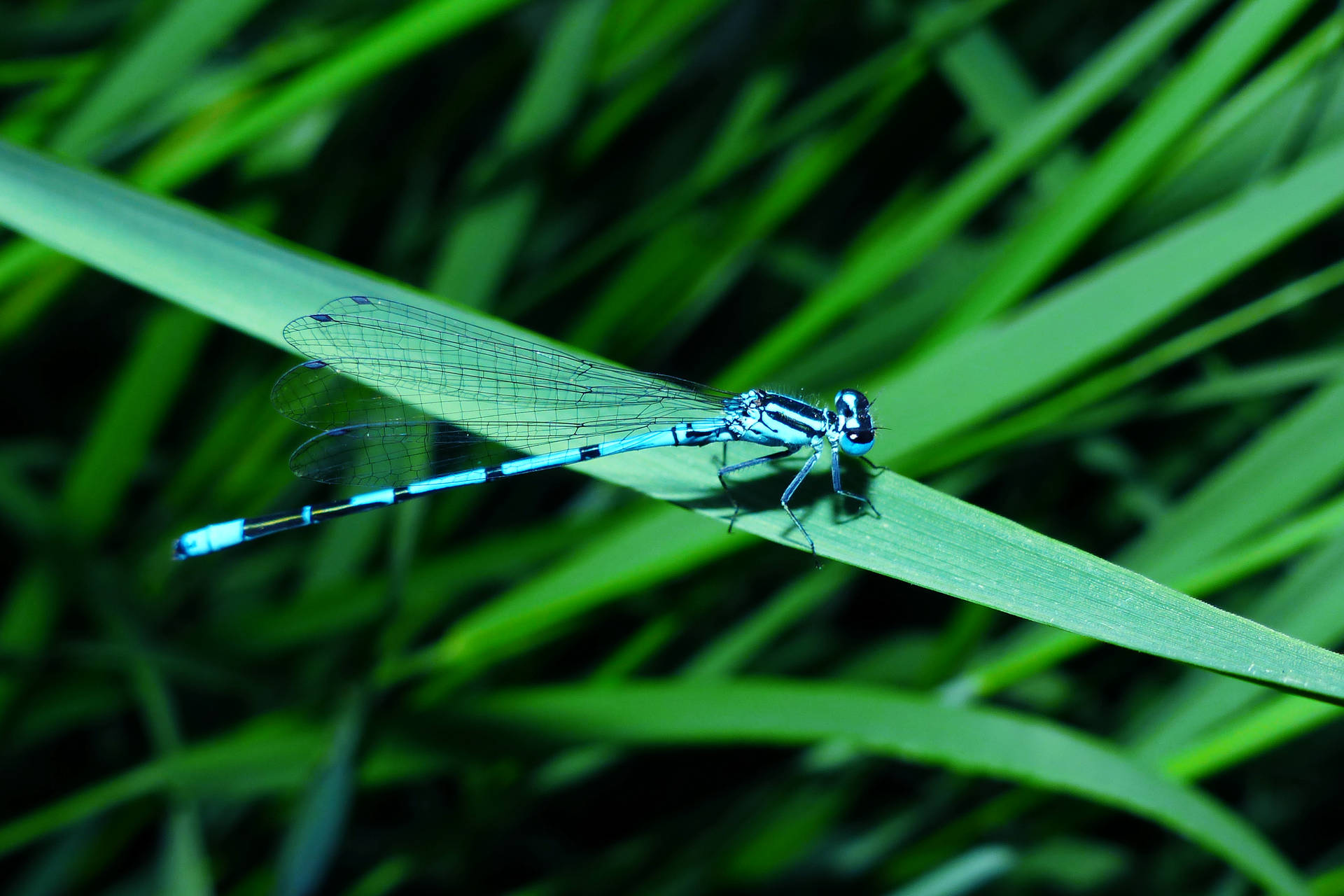 Insect Blue Damselfly Wallpaper