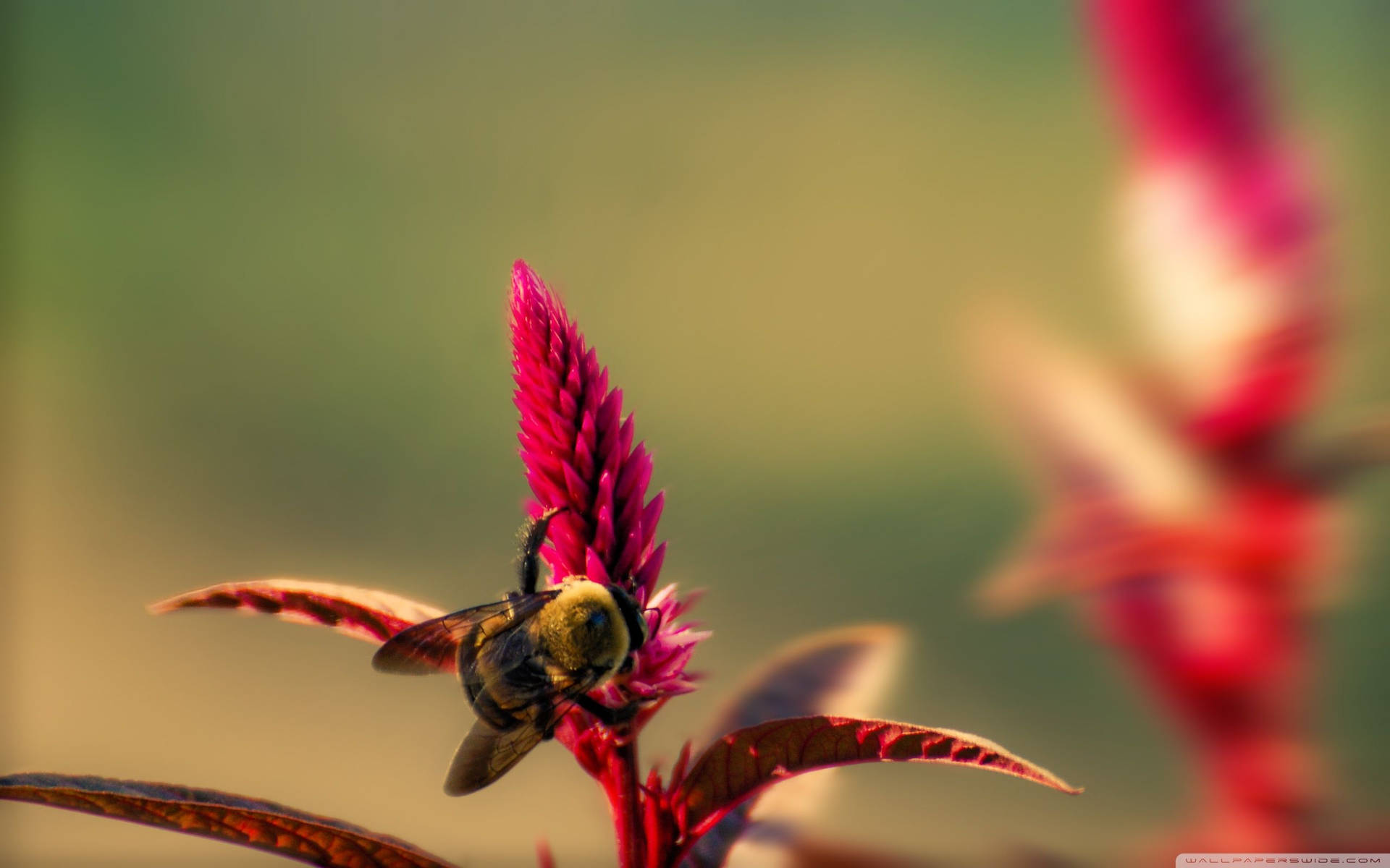 Insekthummel Auf Rotem Blumen Wallpaper
