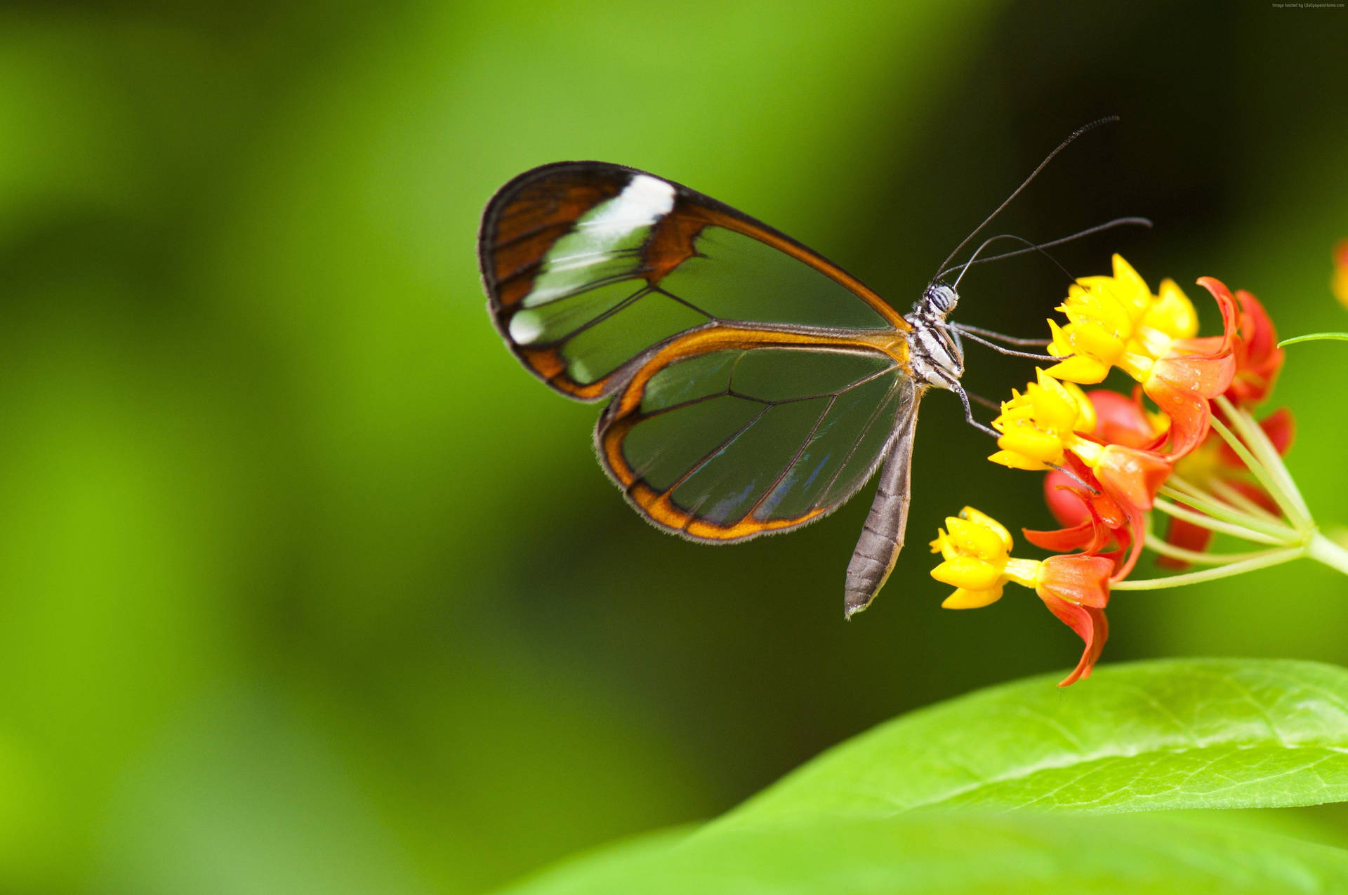 Insect Butterfly With Transparent Wings Wallpaper