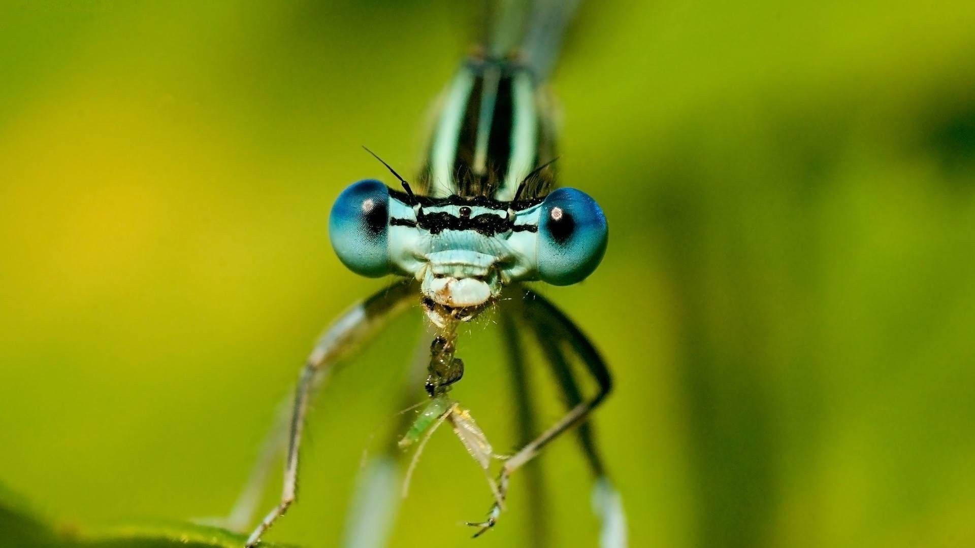 Insect Damselfly With Blue Eyes Wallpaper