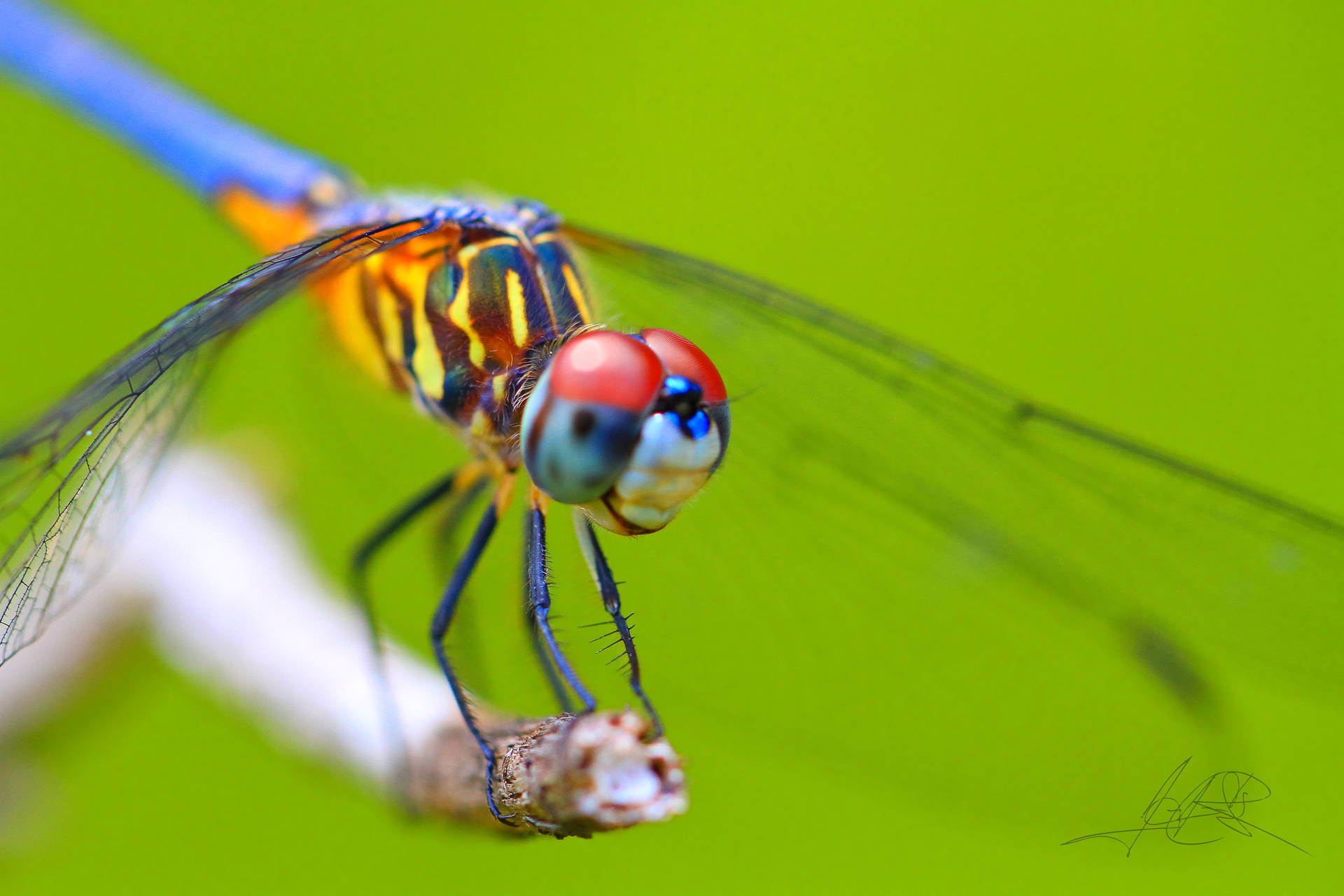 Insect Dragonfly With Colorful Body Wallpaper