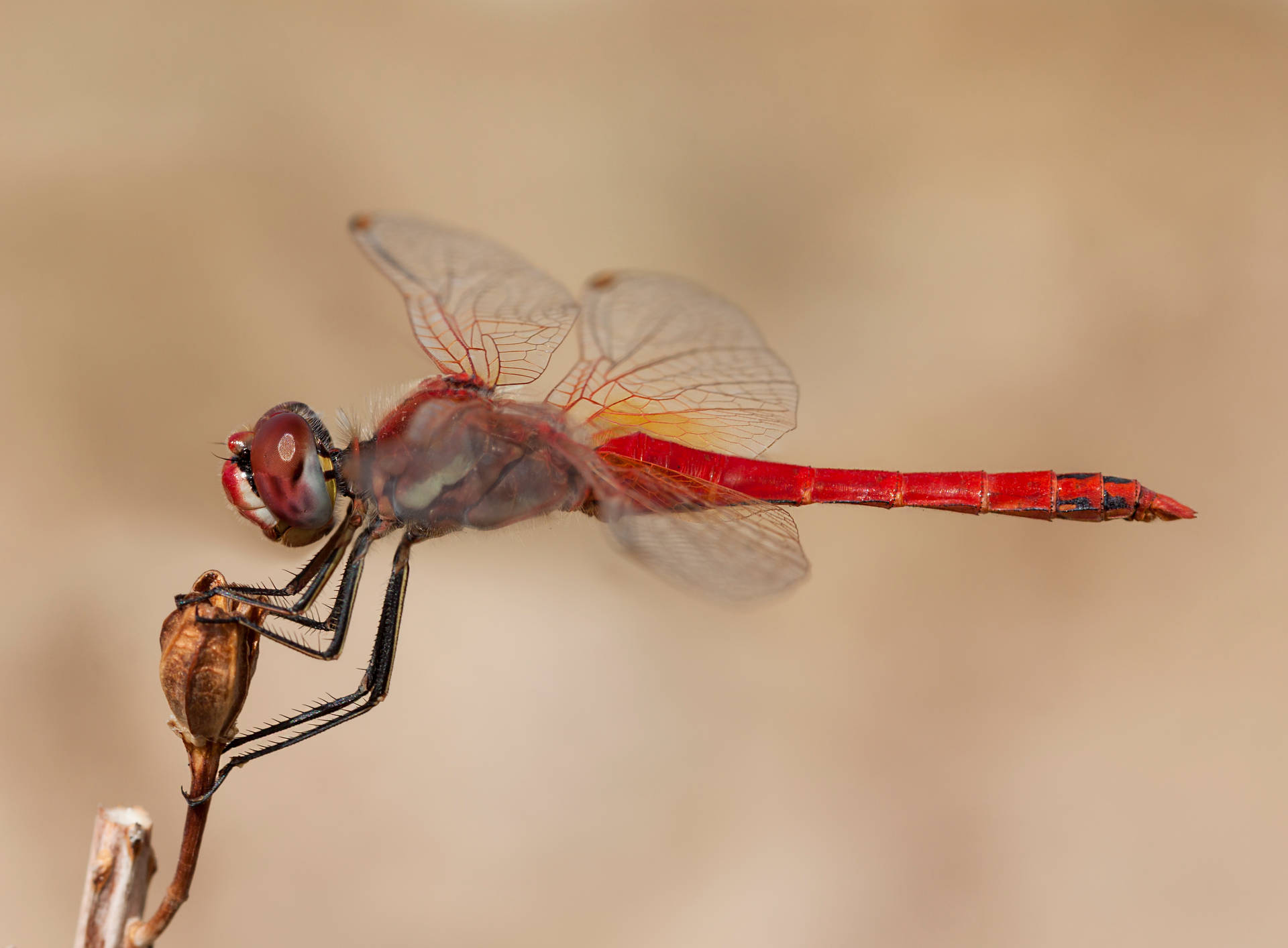 Insect Dragonfly With Red Body Wallpaper