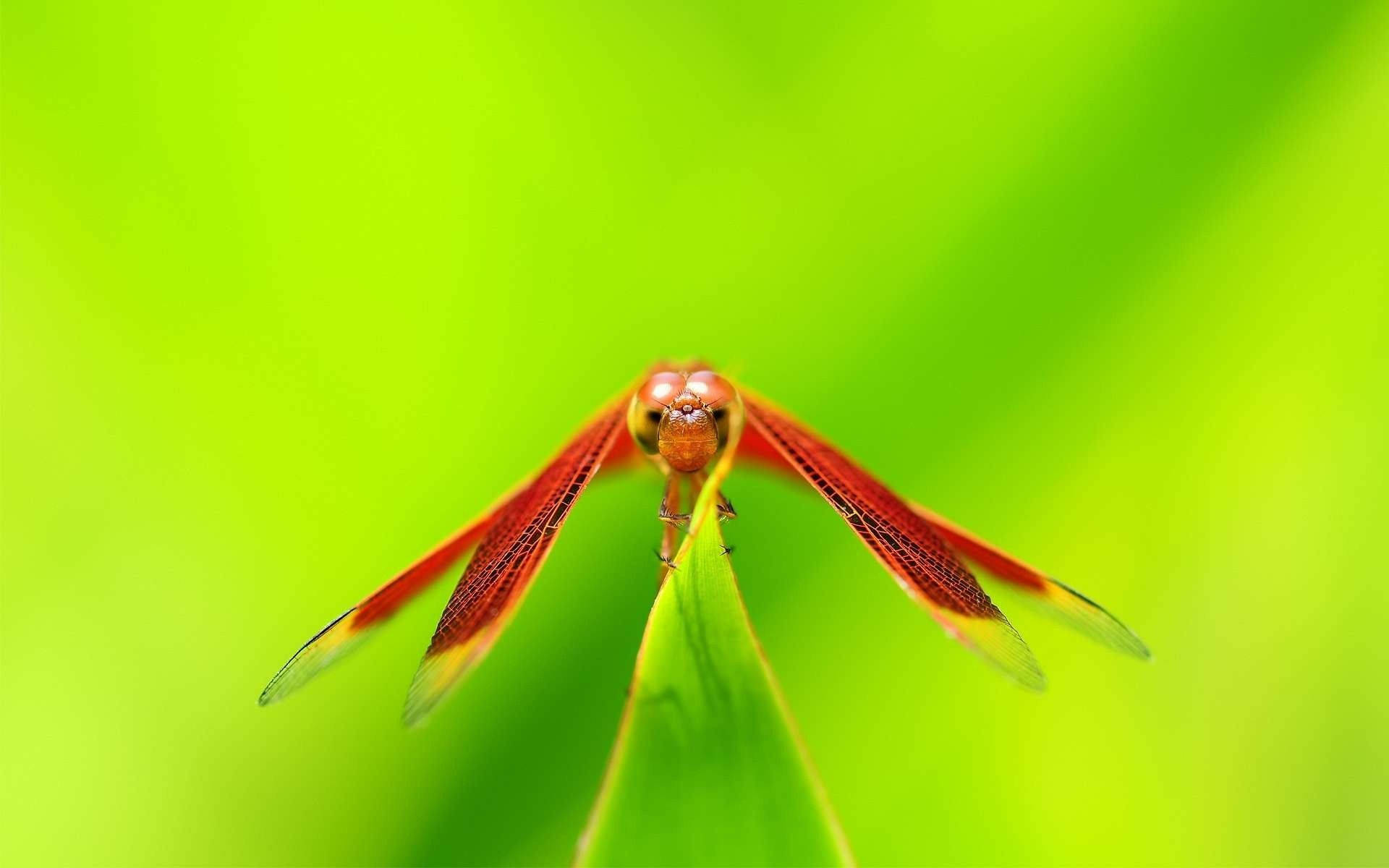 Insect Dragonfly With Red Wings Wallpaper