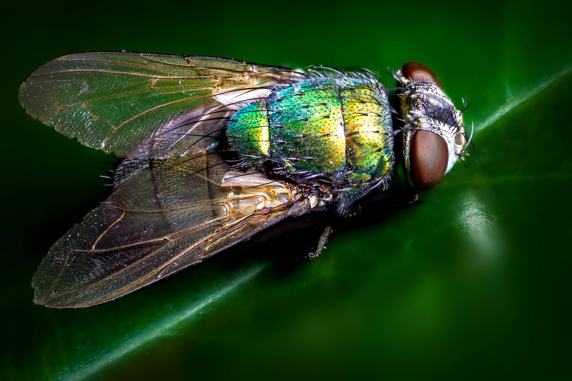 Insekt flyver med grønt legeme Wallpaper