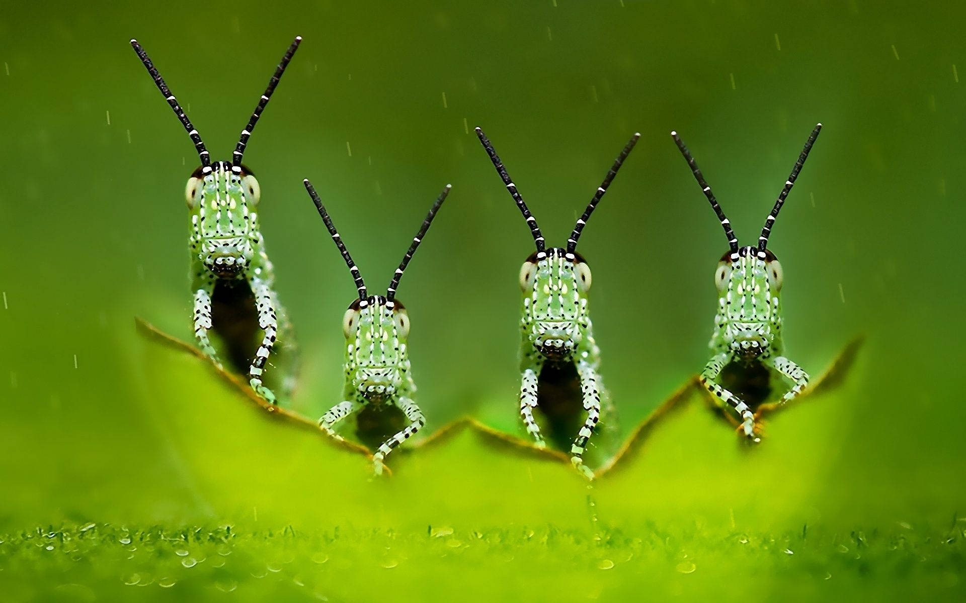 Insect Grasshoppers Feeding On Leaf Wallpaper