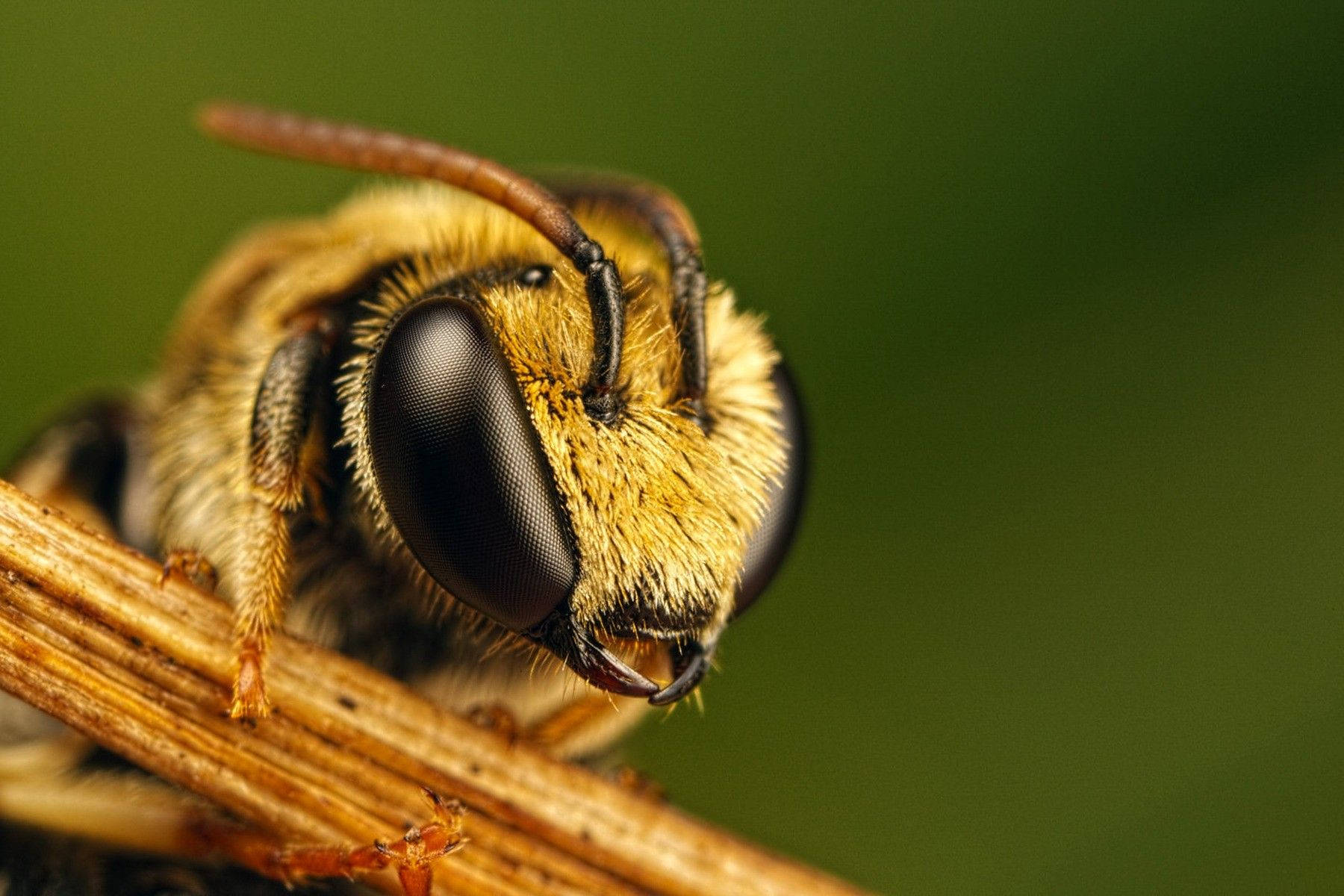 Insect Honeybee With Yellow Hair Wallpaper