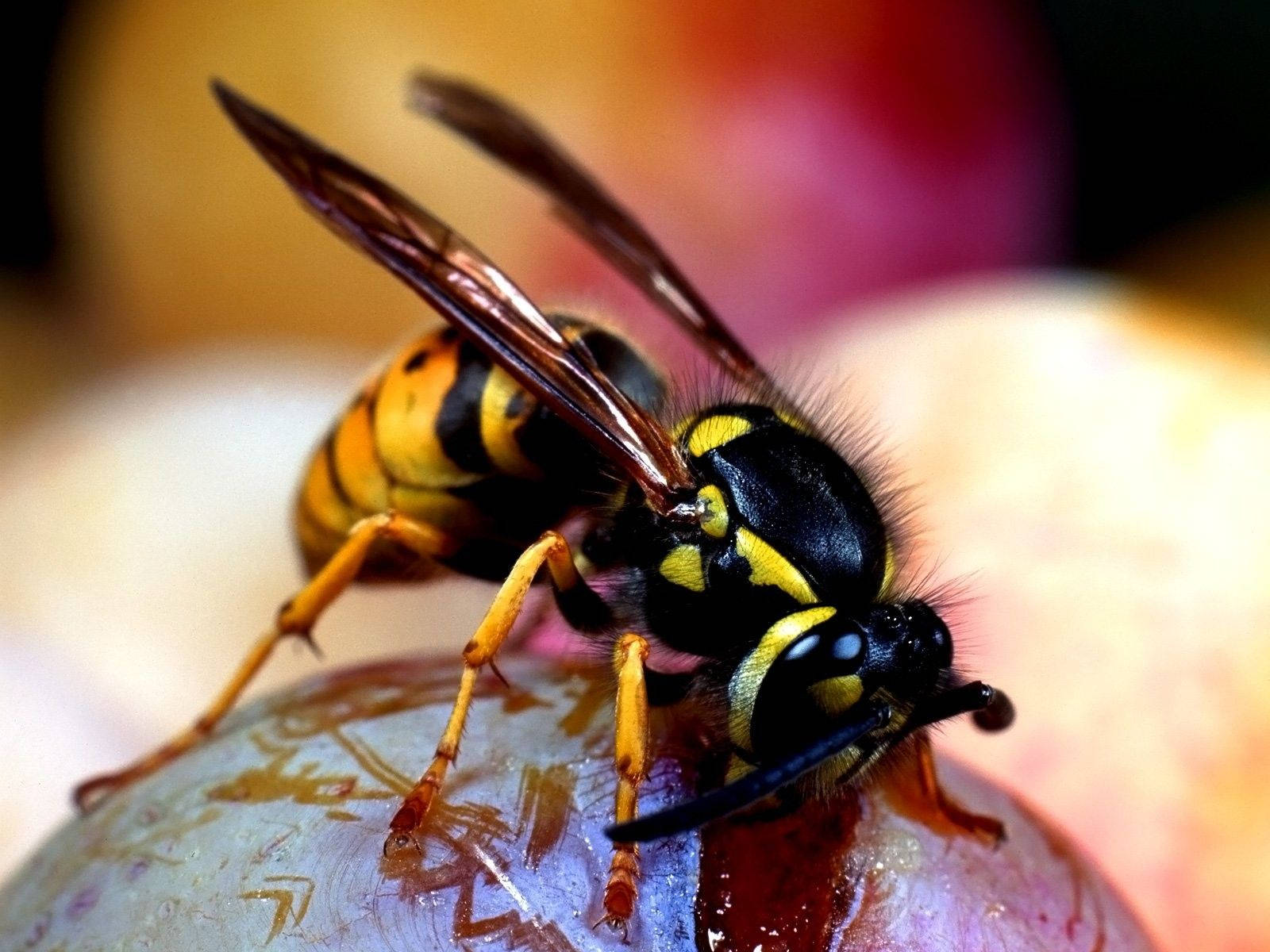 Insect Hornet Feeding Wallpaper