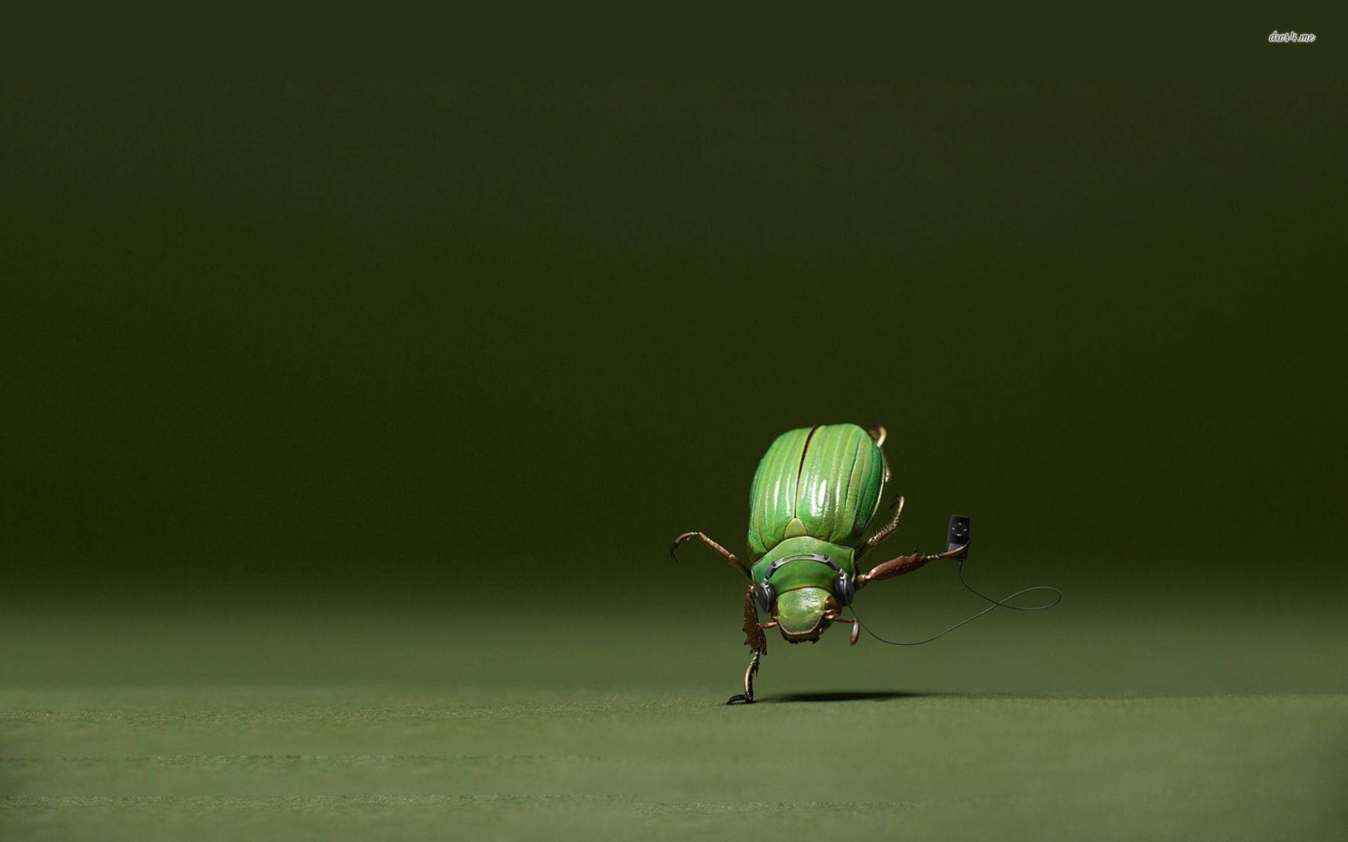 Insect In A Handstand Wallpaper