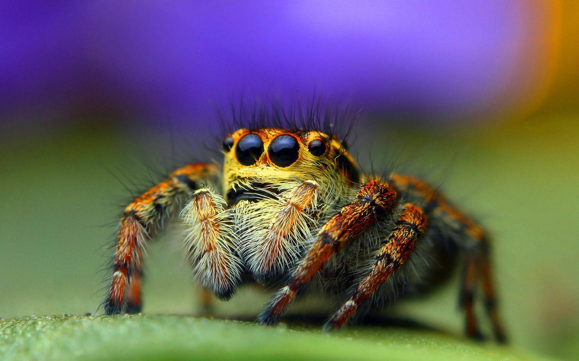 Insect Jumping Spider Wallpaper