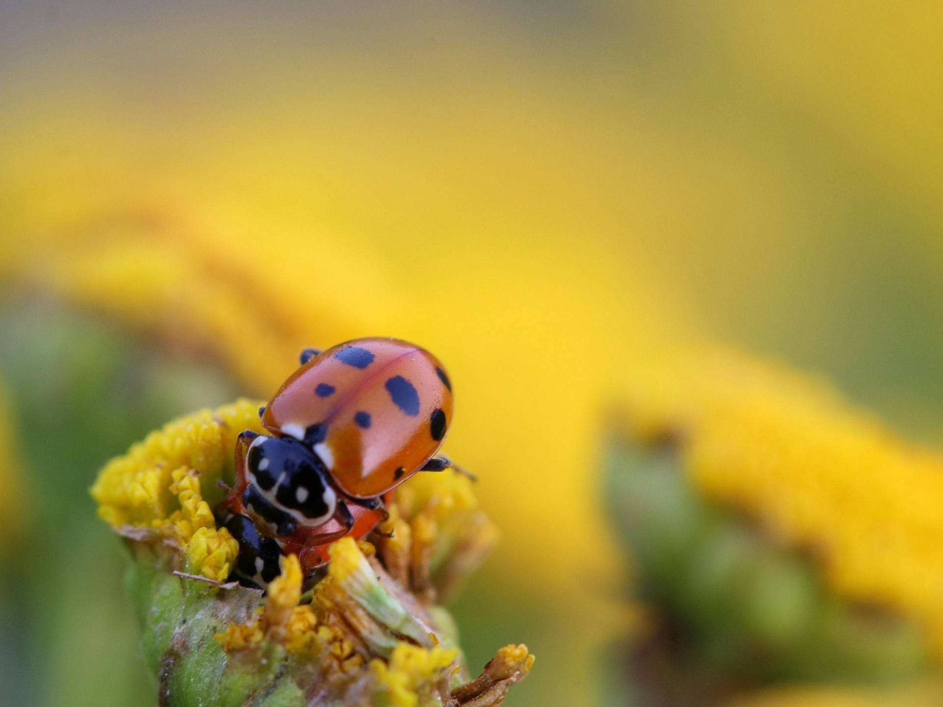 Insect Ladybug On Yellow Flower Wallpaper